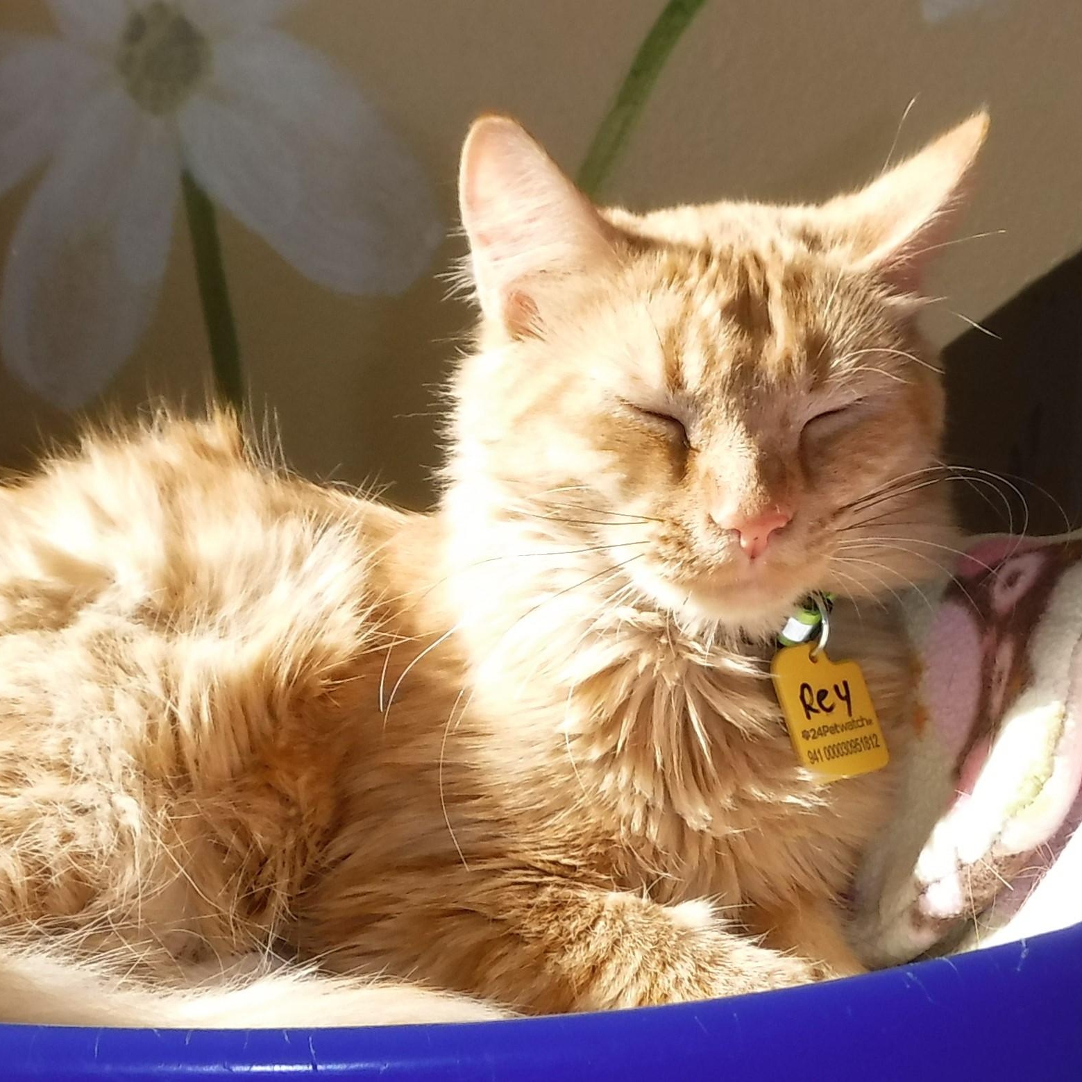 Enlarge Rey - Sweet and Social, a Adoptable mixed breed in Hoquiam, WA image 5/6