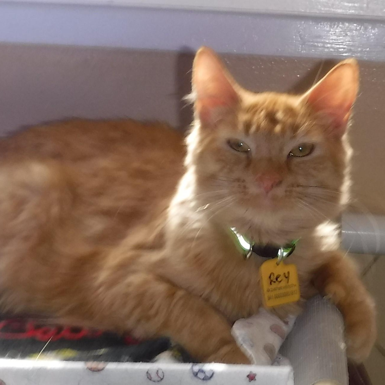 Rey - Secret Santa Special!, Adoptable, Adult Female Tabby.