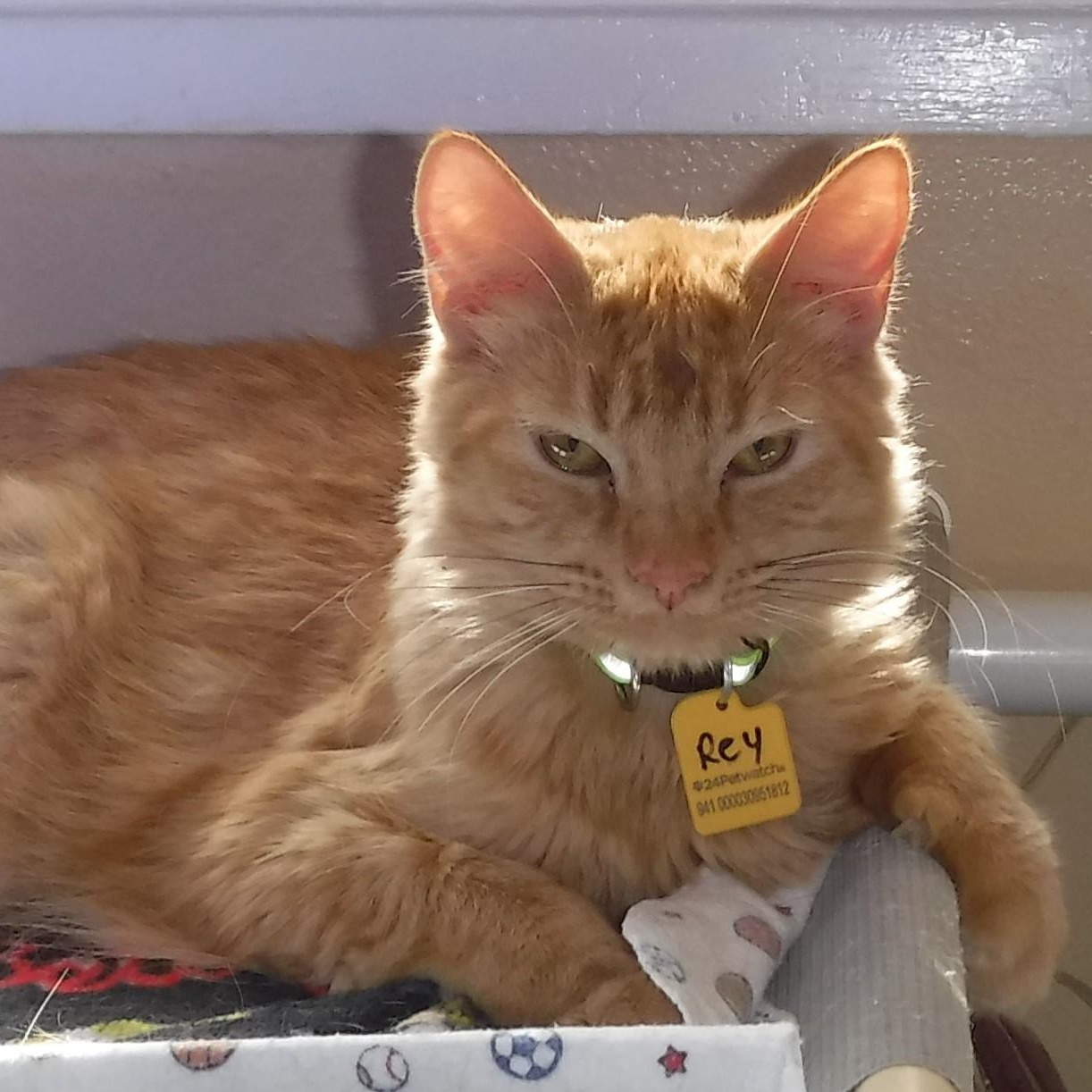 Rey - Sweet and Social