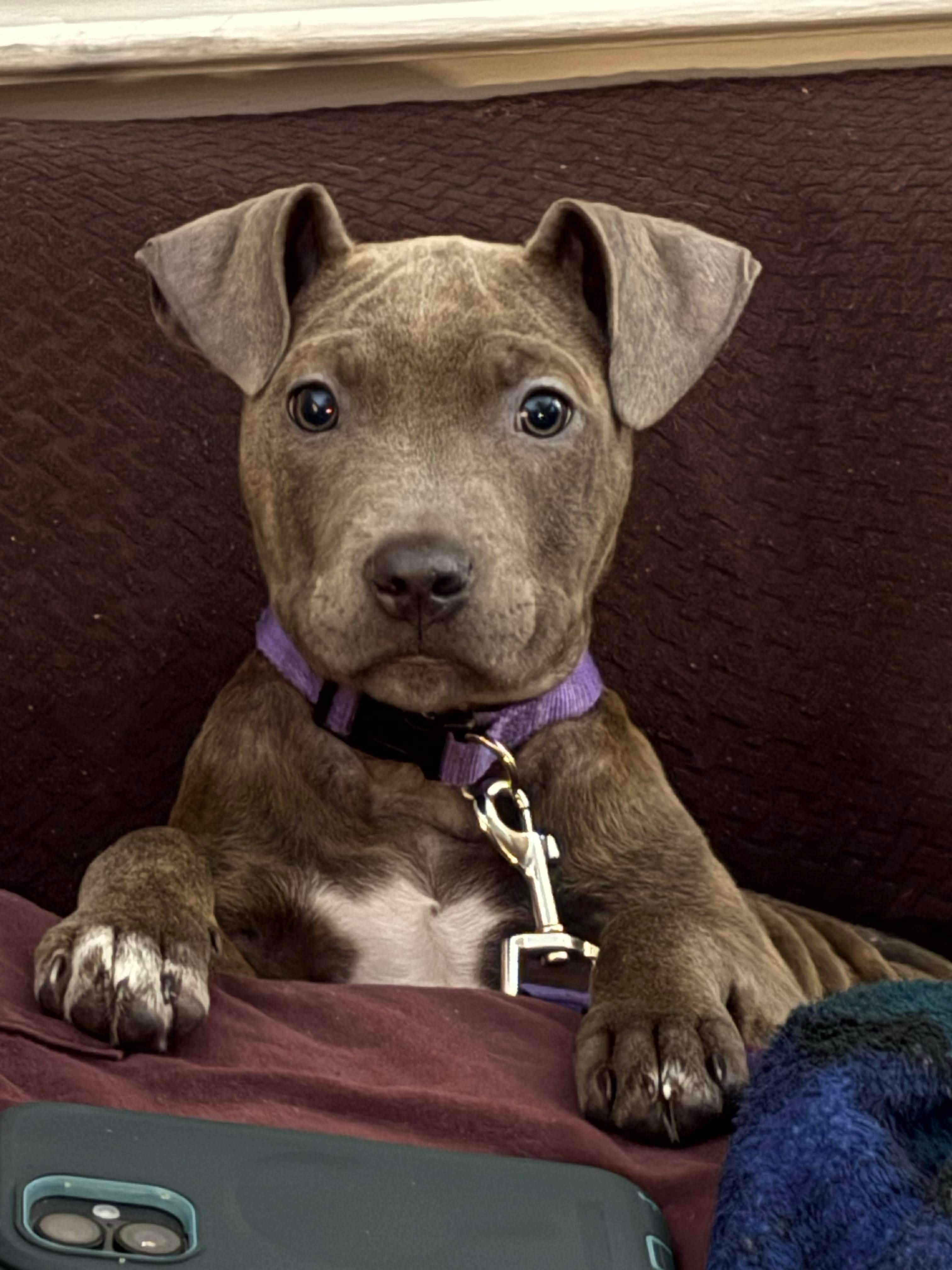 Indie , a ADOPTABLE mixed breed in Clay, NY image 1/5