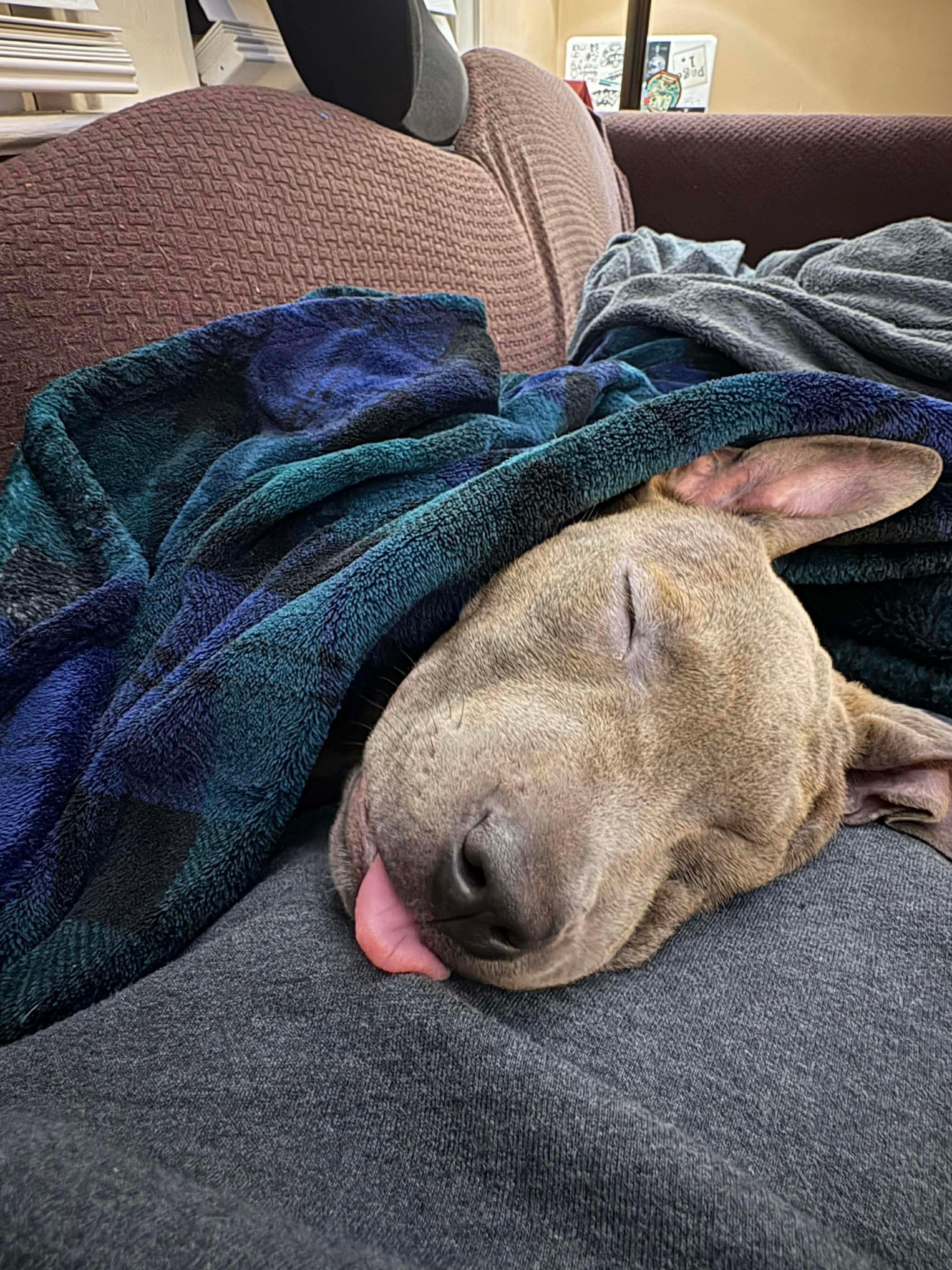 Indie , a ADOPTABLE mixed breed in Clay, NY image 3/5