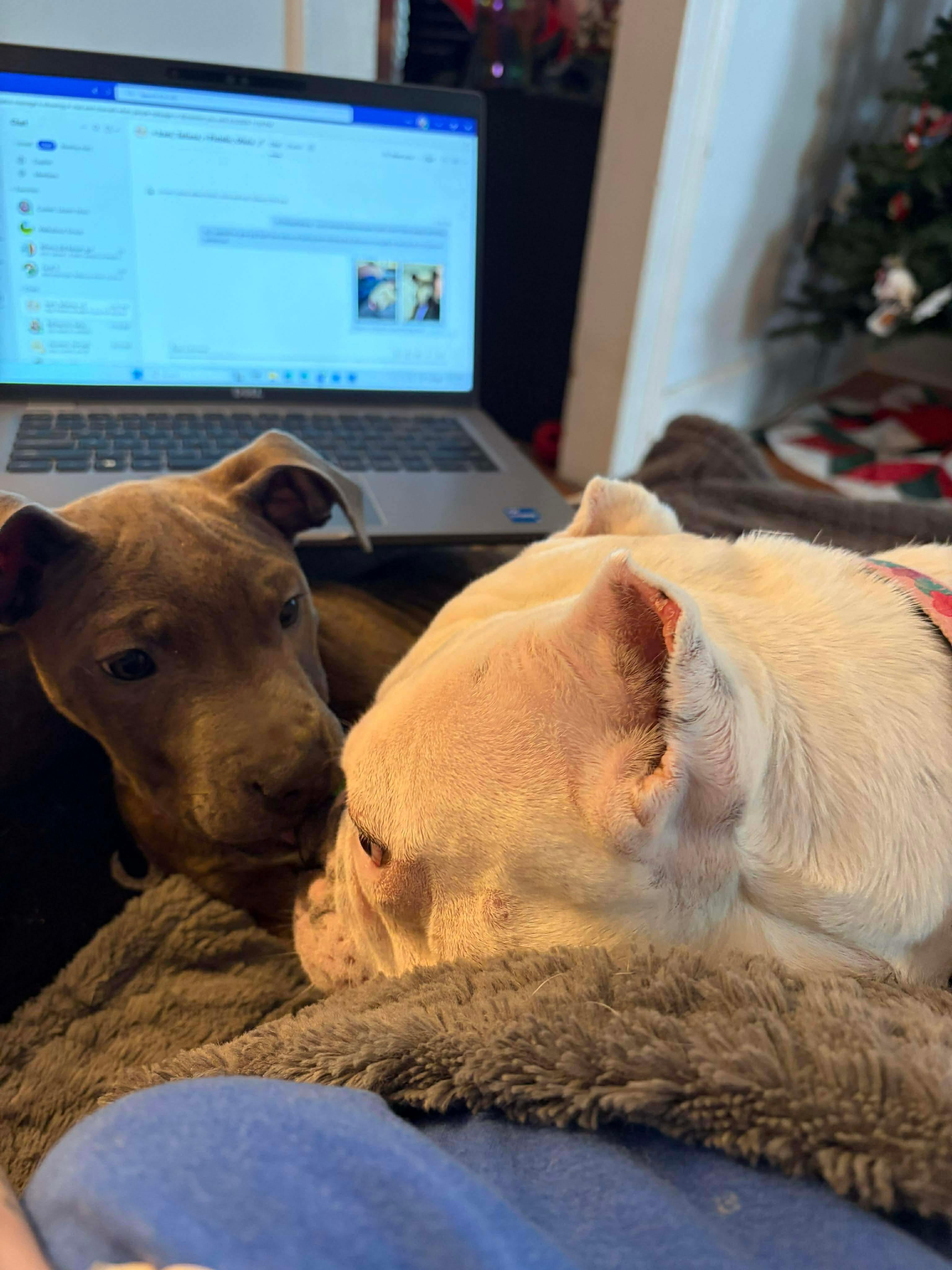 Indie , a ADOPTABLE mixed breed in Clay, NY image 2/5