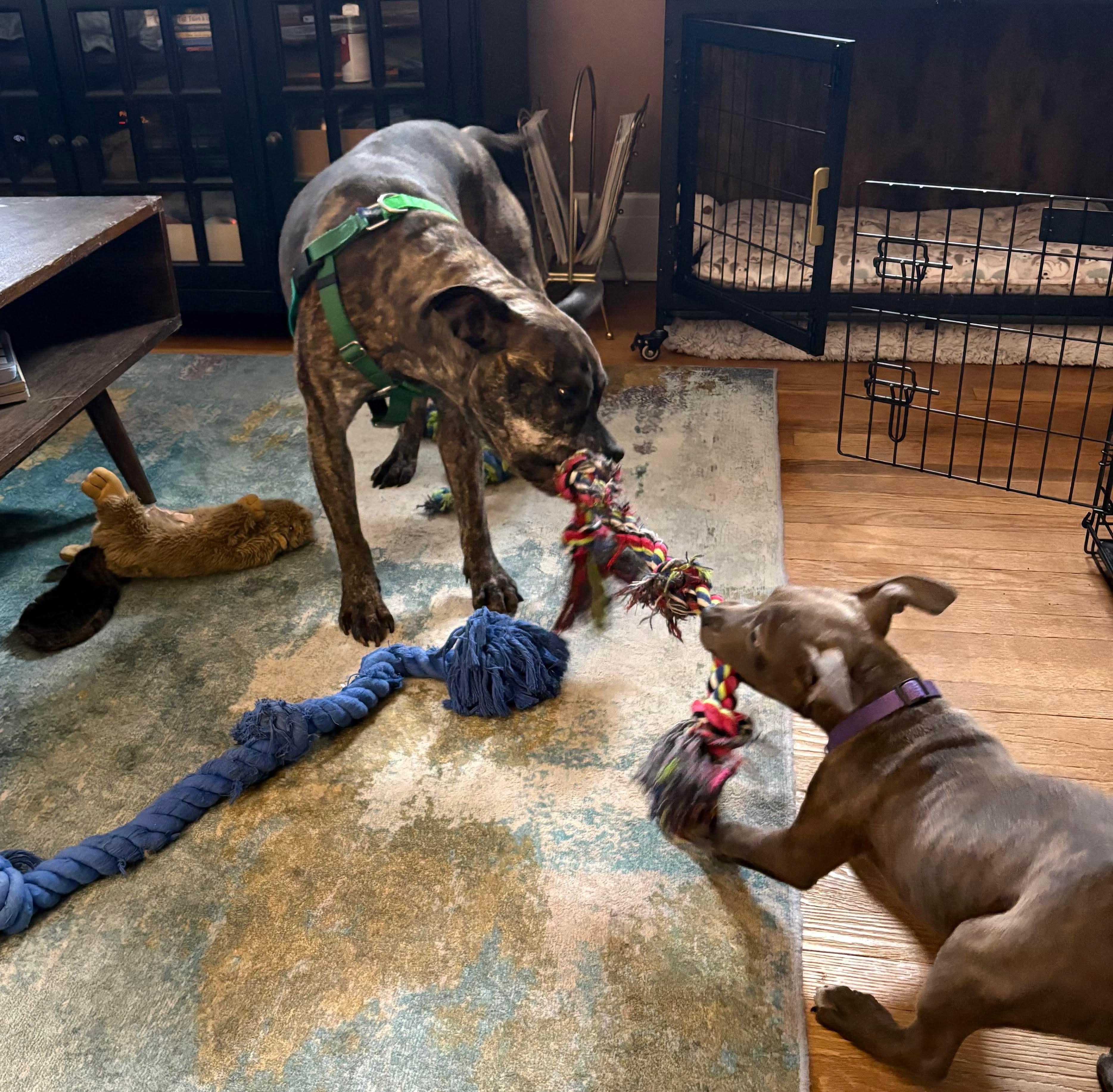 Indie , a ADOPTABLE mixed breed in Clay, NY image 5/5