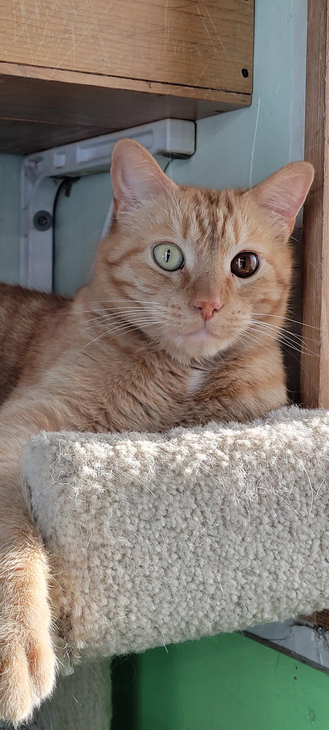 Ollie and Cream, Adoptable, Adult Male Domestic Short Hair.