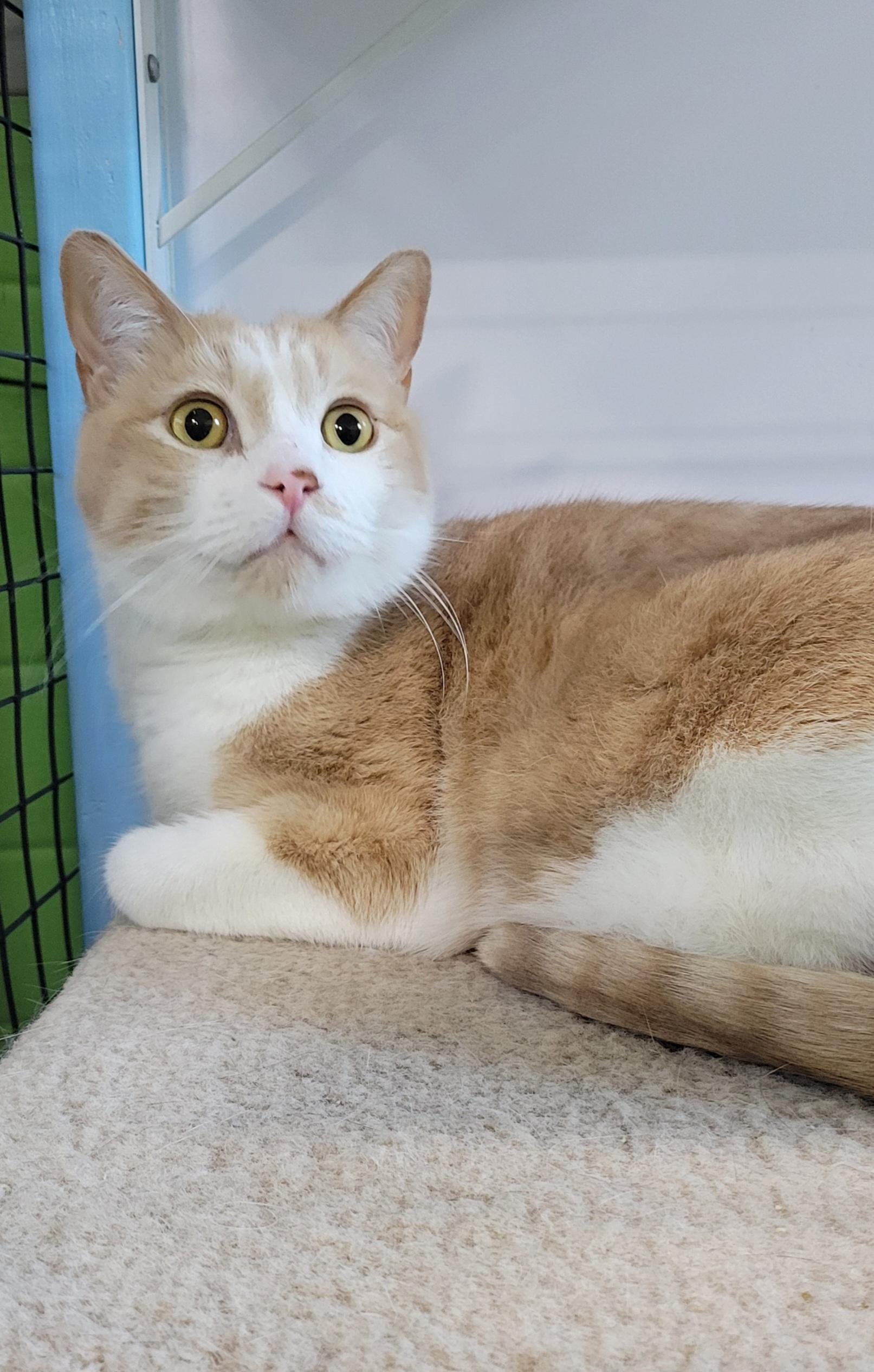 Enlarge Ollie and Cream, a Adoptable mixed breed in Fairbanks, AK image 2/2