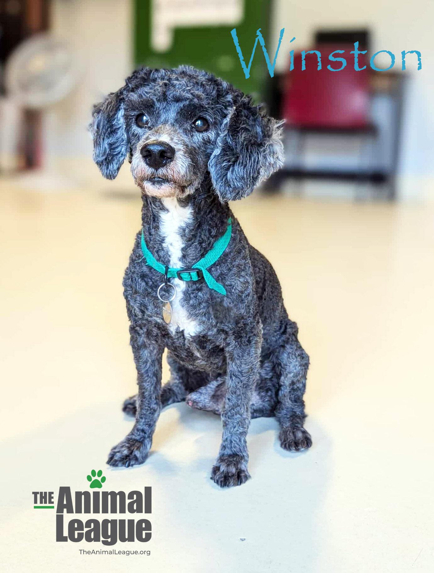 Winston, a Adoptable mixed breed in Clermont, FL image 2/4