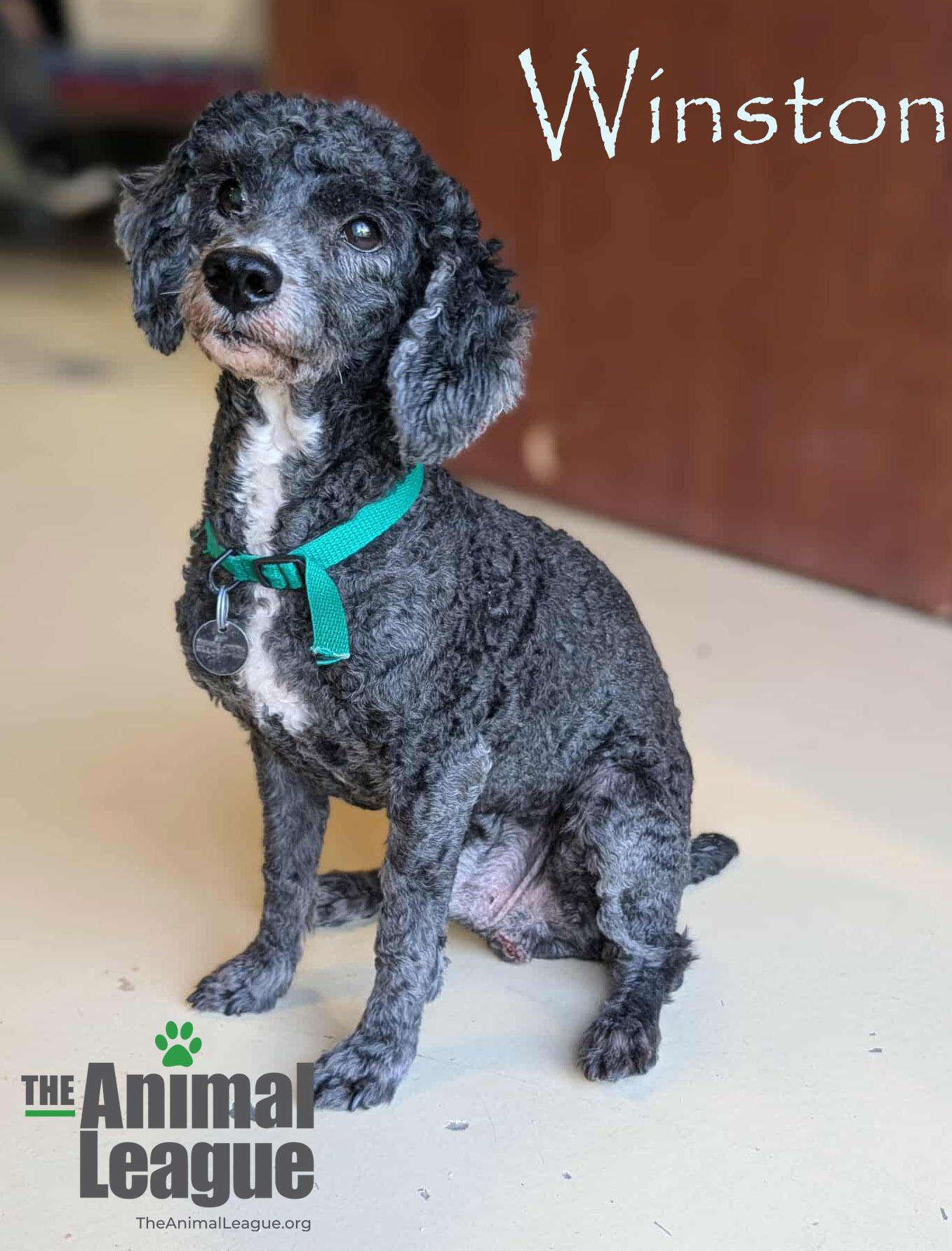 Winston, a Adoptable mixed breed in Clermont, FL image 4/4