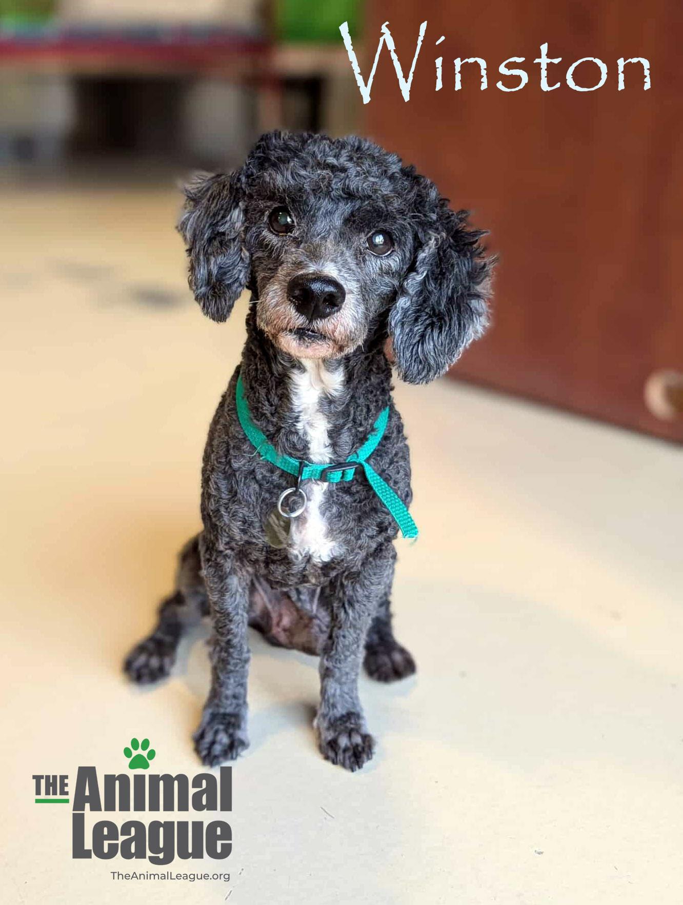 Winston, Adoptable, Senior Male Miniature Poodle.