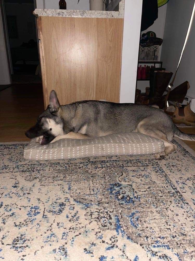 Milo, Adopted, Puppy Male German Shepherd Dog & Husky.