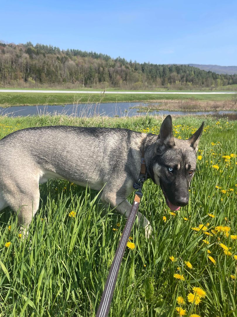 Milo, a Adopted mixed breed in Glover, VT image 2/10