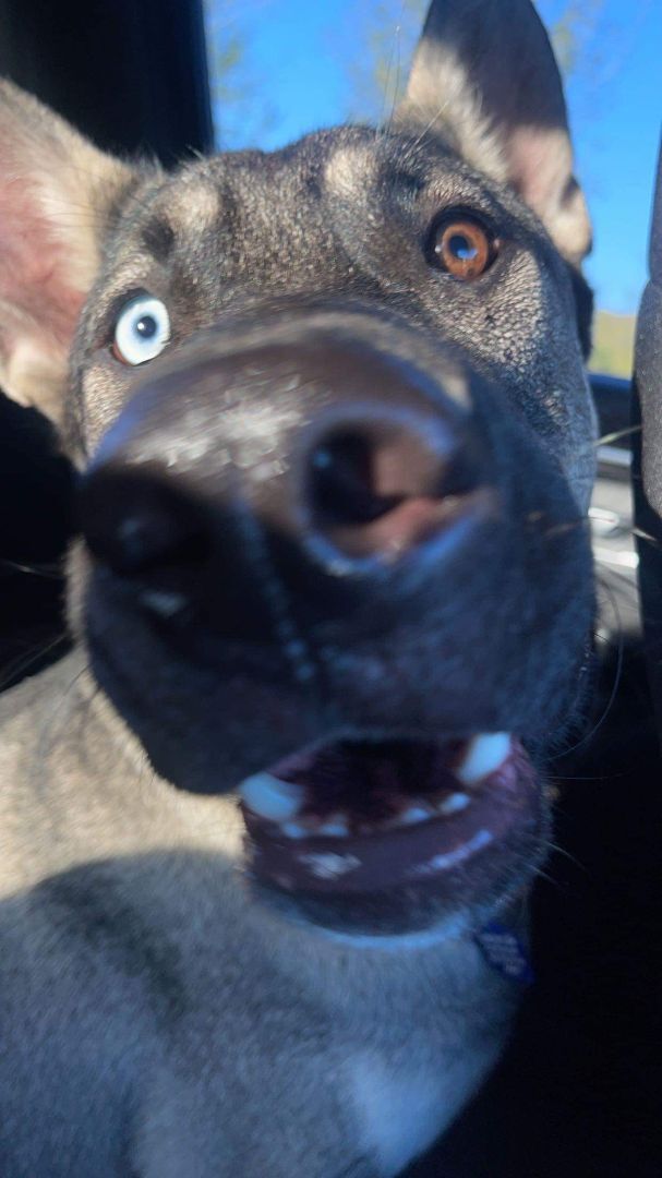 Milo, a Adopted mixed breed in Glover, VT image 4/10