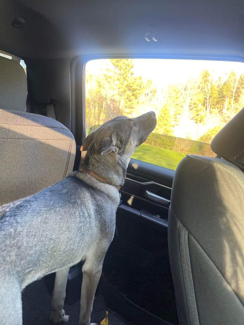 Milo, a Adopted mixed breed in Glover, VT image 5/10