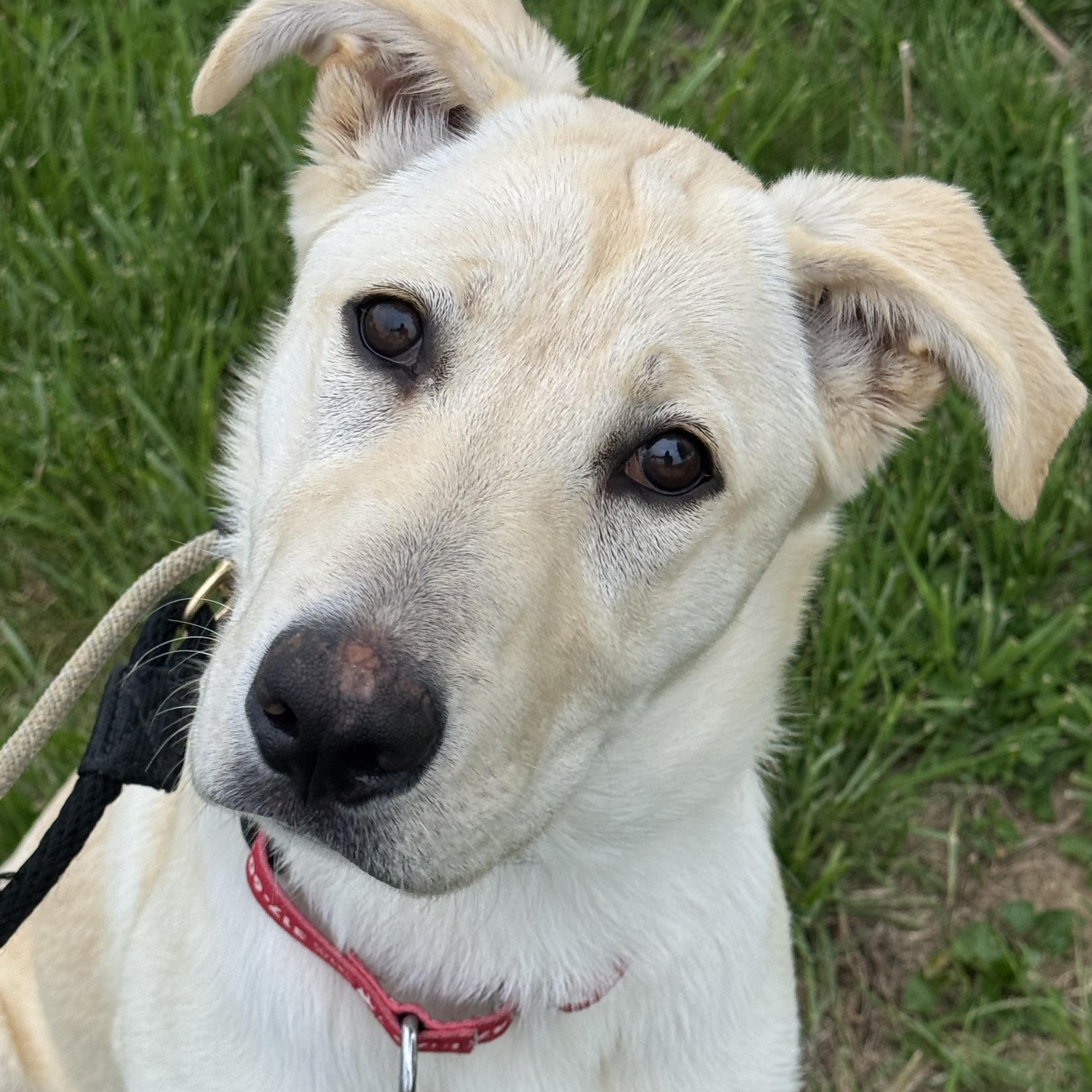 Enlarge Goldie, a Adoptable Labrador Retriever in Indianapolis, IN image 5/5
