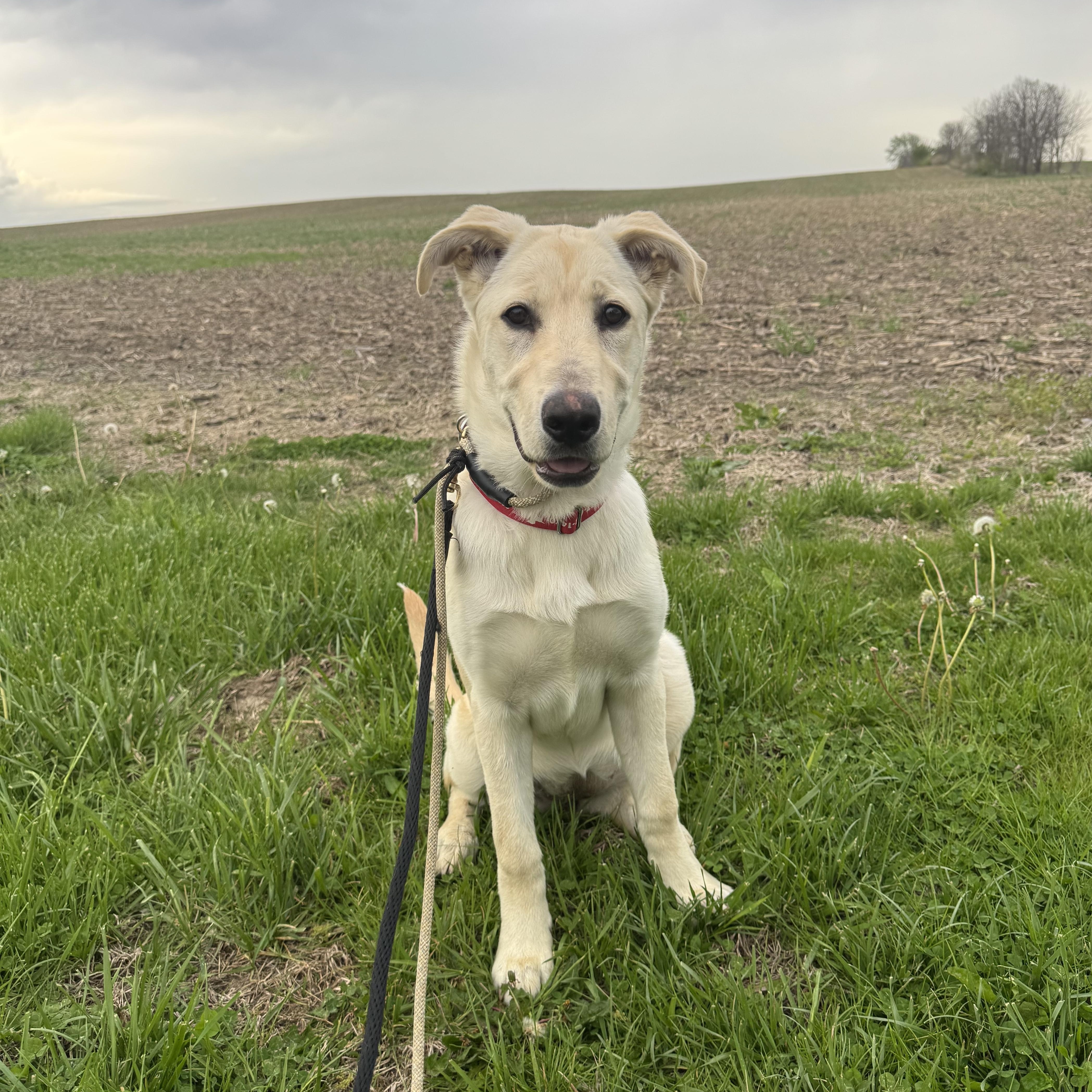 Enlarge Goldie, a Adoptable Labrador Retriever in Indianapolis, IN image 3/5