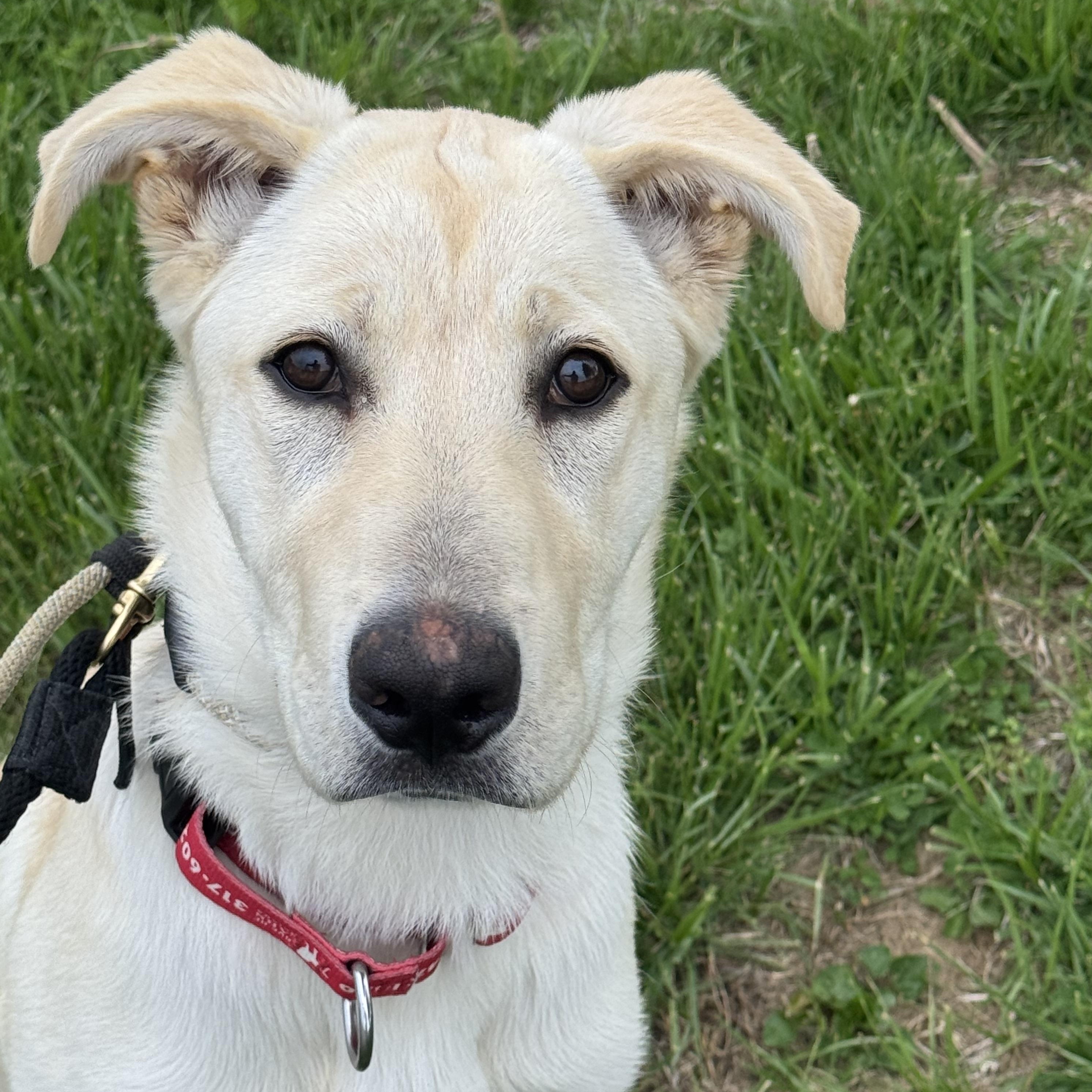 Enlarge Goldie, a Adoptable Labrador Retriever in Indianapolis, IN image 4/5