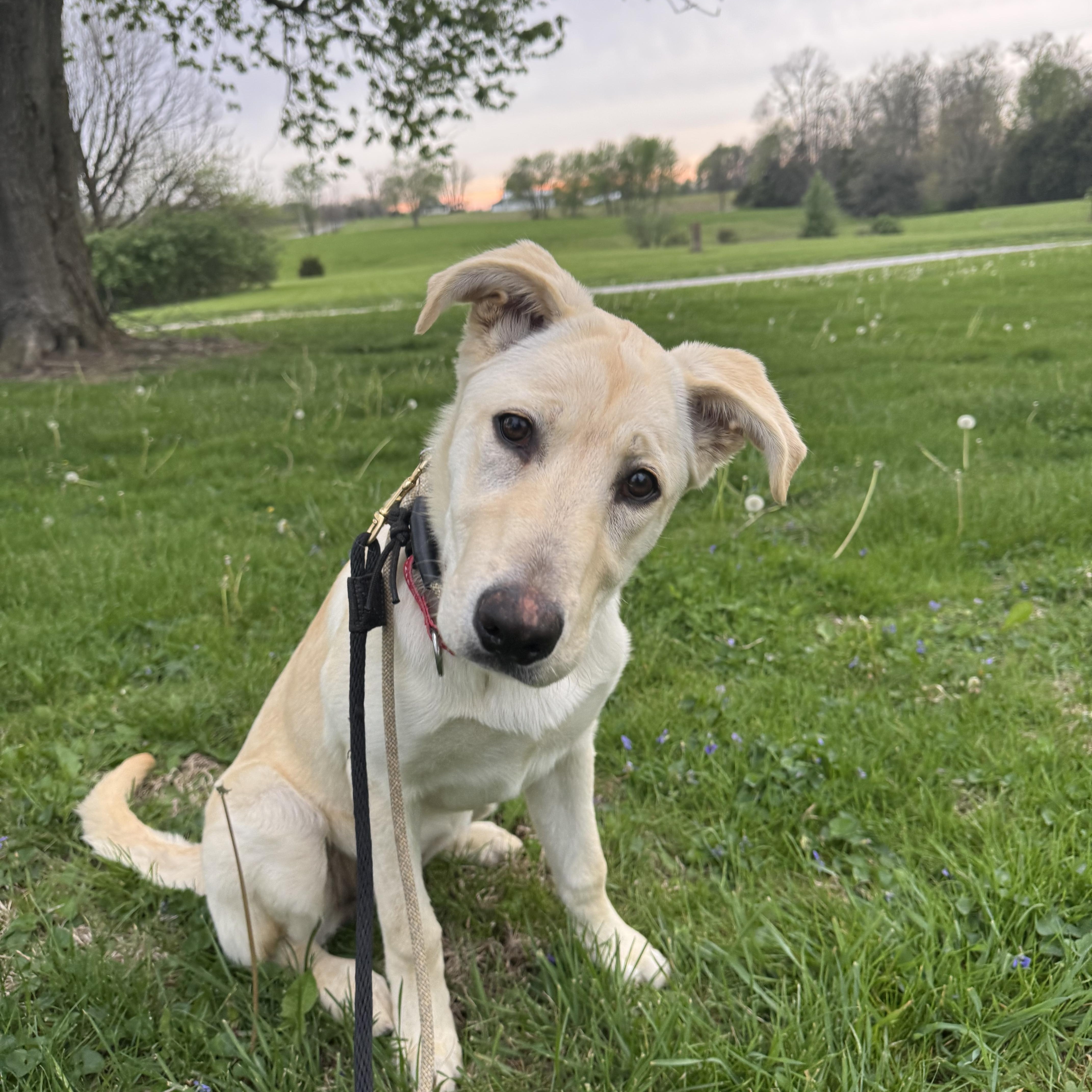 Goldie, Adoptable, Puppy Female Labrador Retriever.