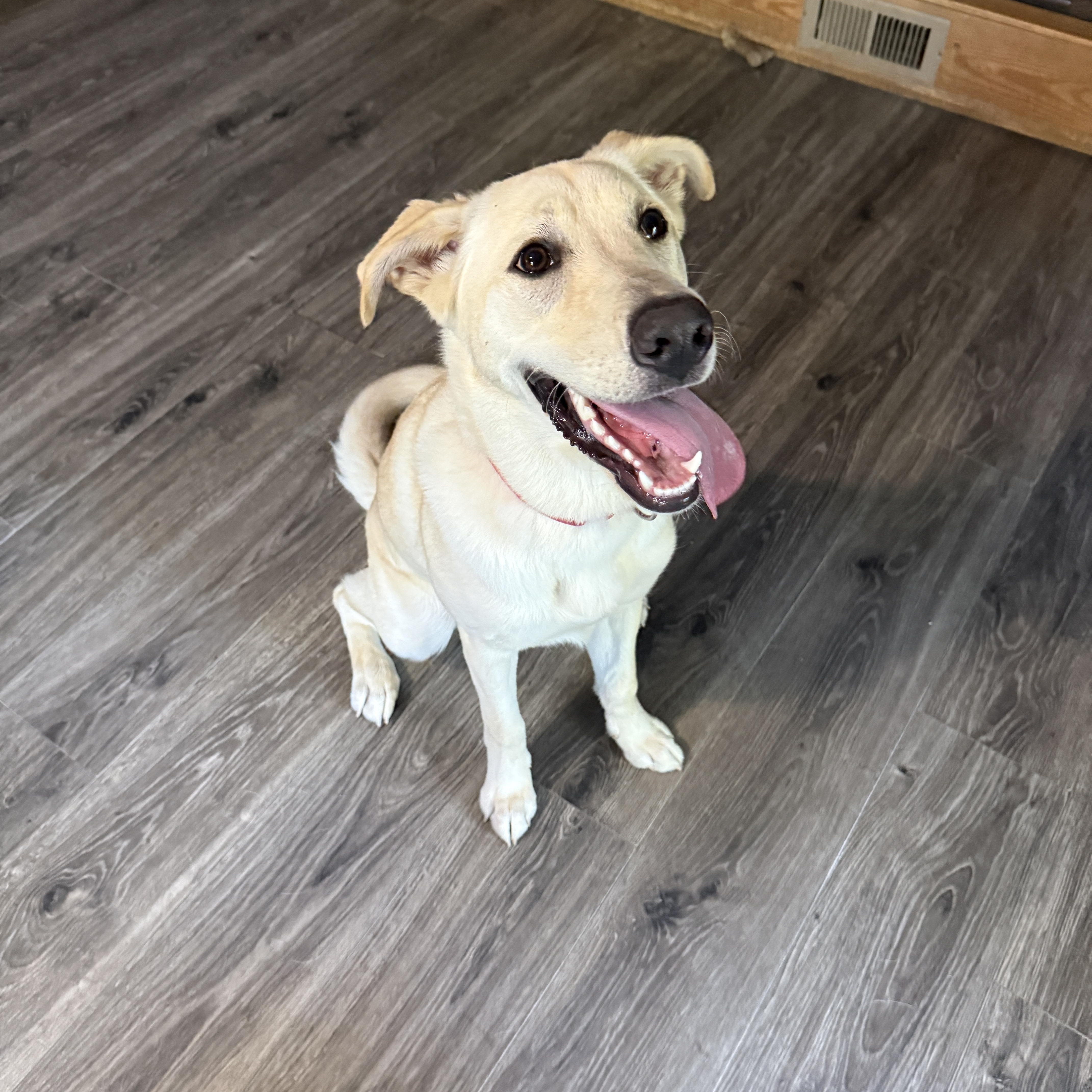 Goldie, a Adoptable Labrador Retriever in Indianapolis, IN image 1/6