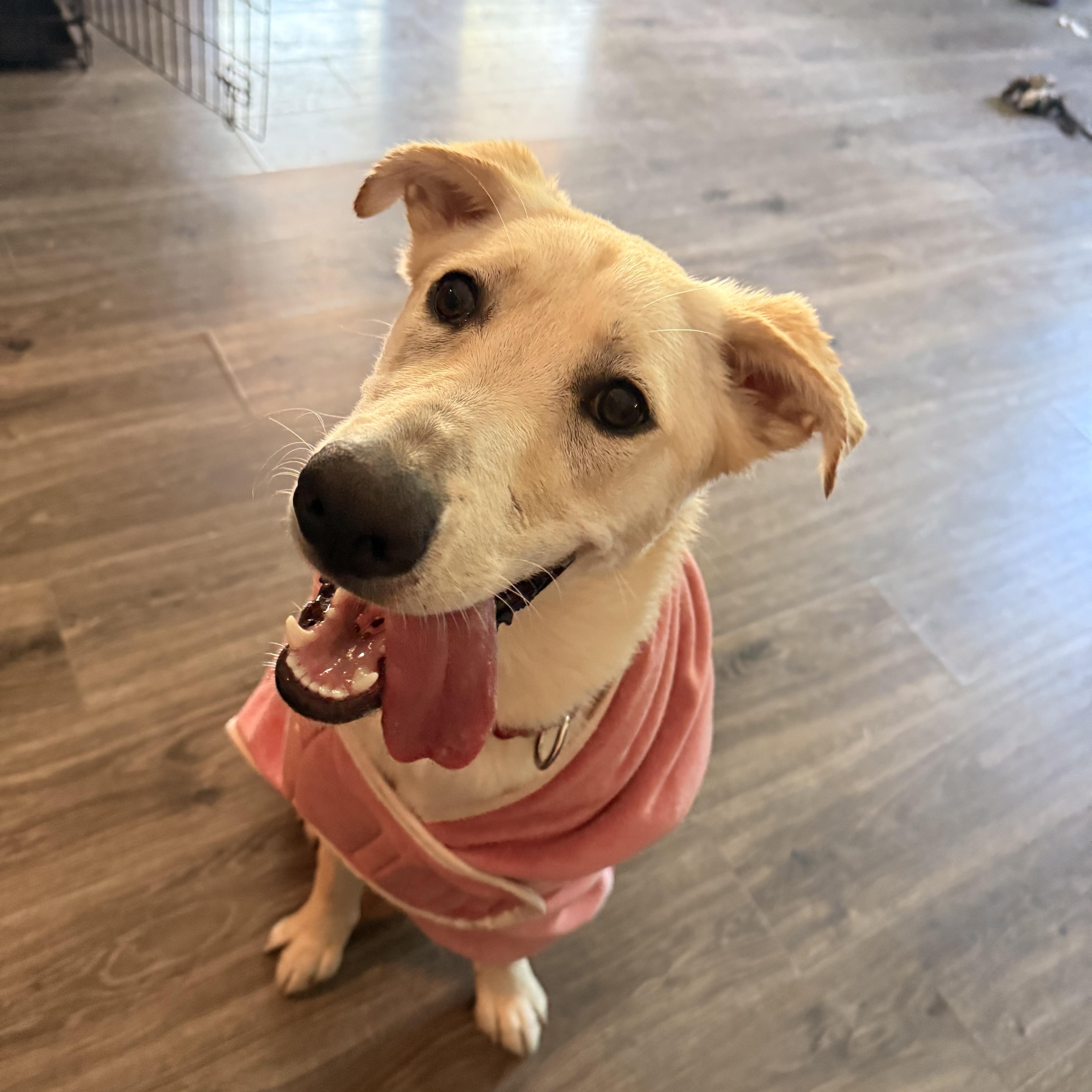 Goldie, a Adoptable Labrador Retriever in Indianapolis, IN image 4/6