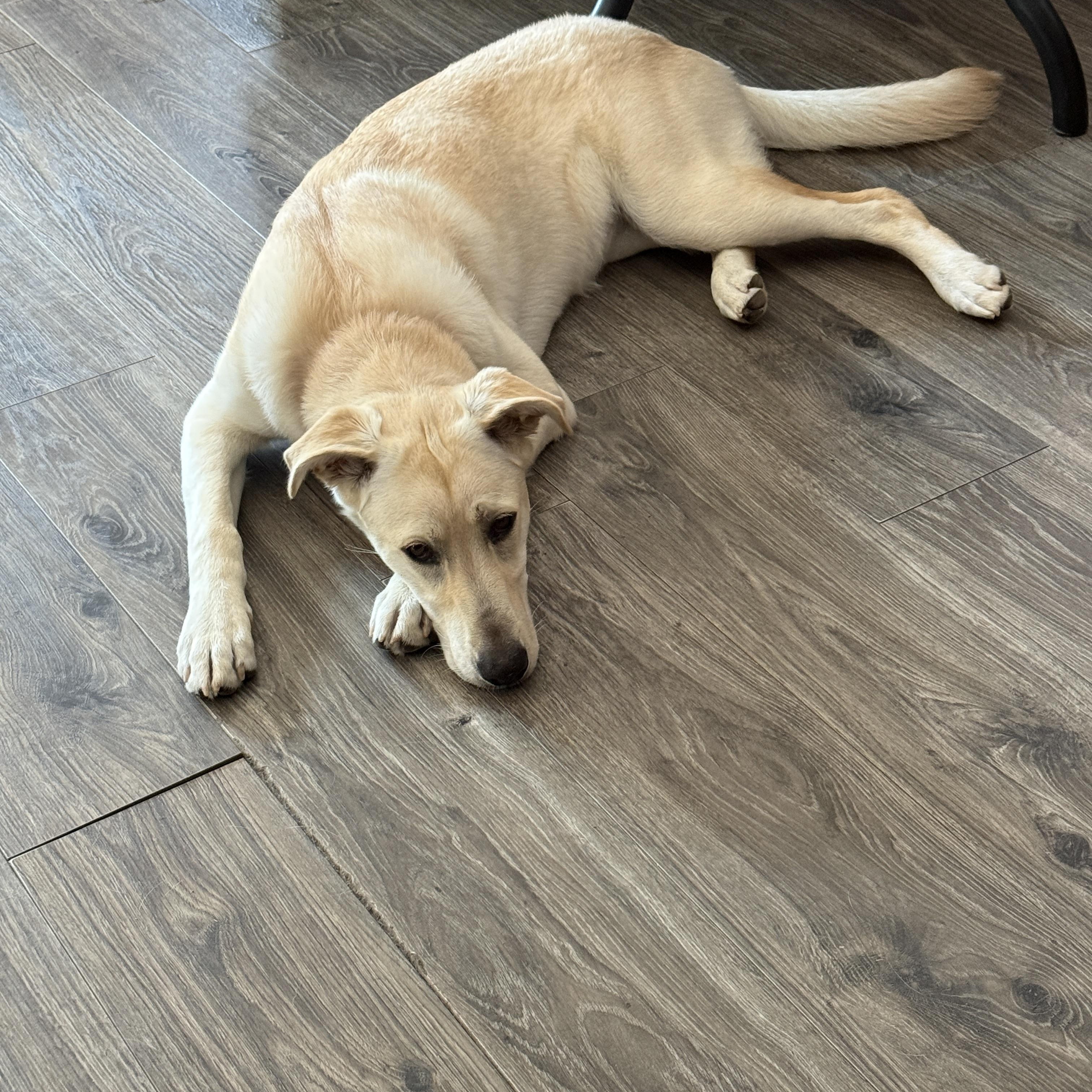 Goldie, a Adoptable Labrador Retriever in Indianapolis, IN image 6/6