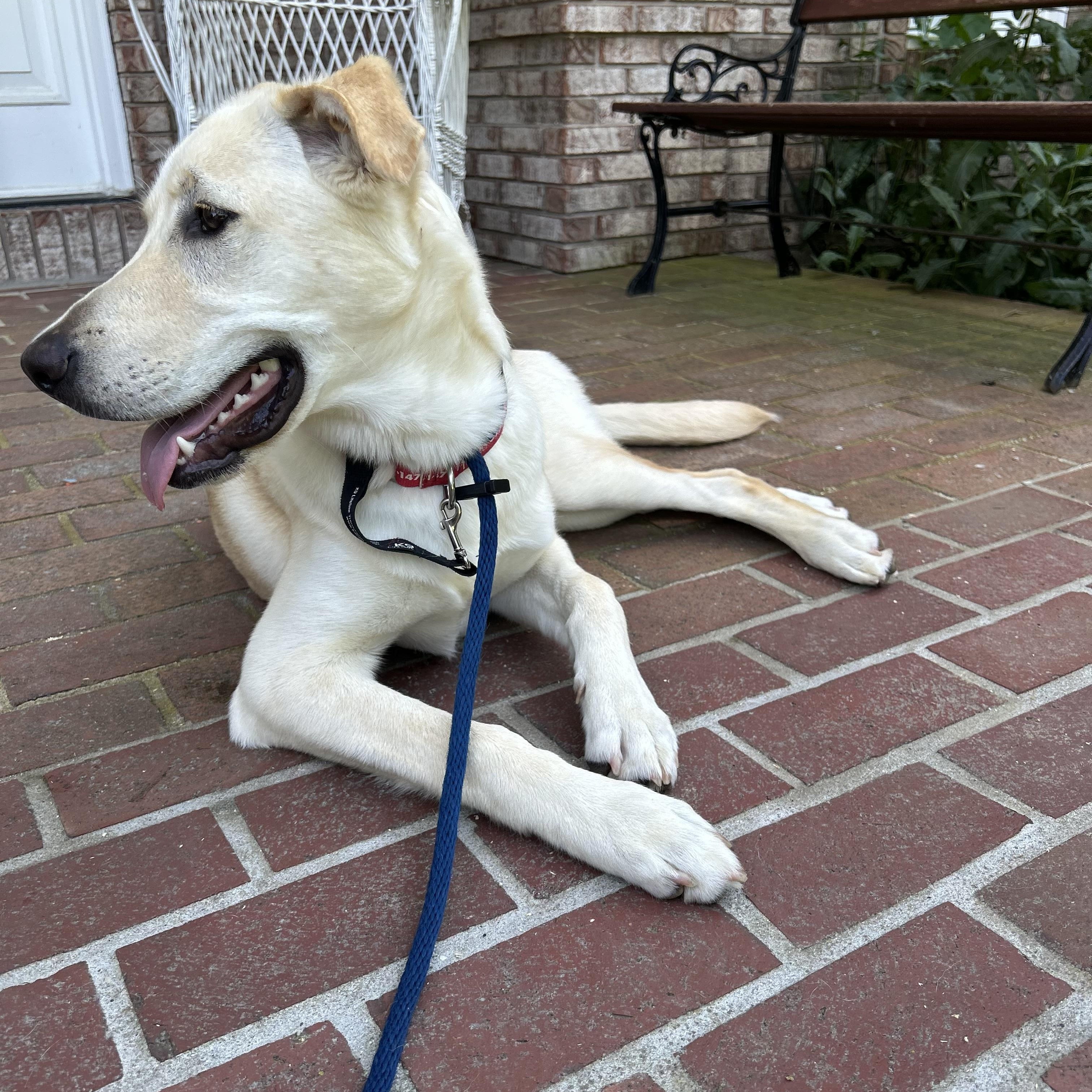 Goldie, a Adoptable Labrador Retriever in Indianapolis, IN image 2/6