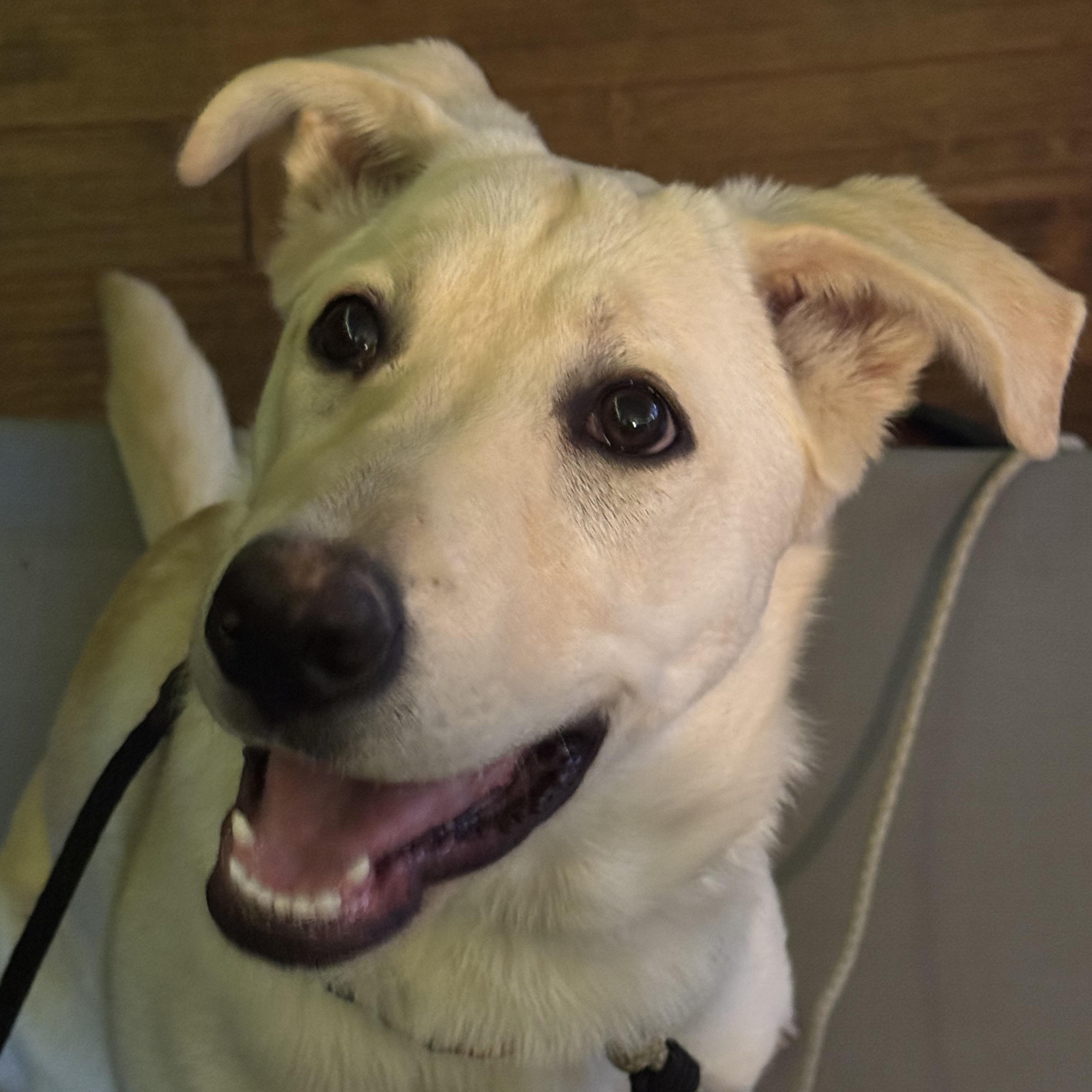 Enlarge Goldie, a Adoptable Labrador Retriever in Indianapolis, IN image 2/5