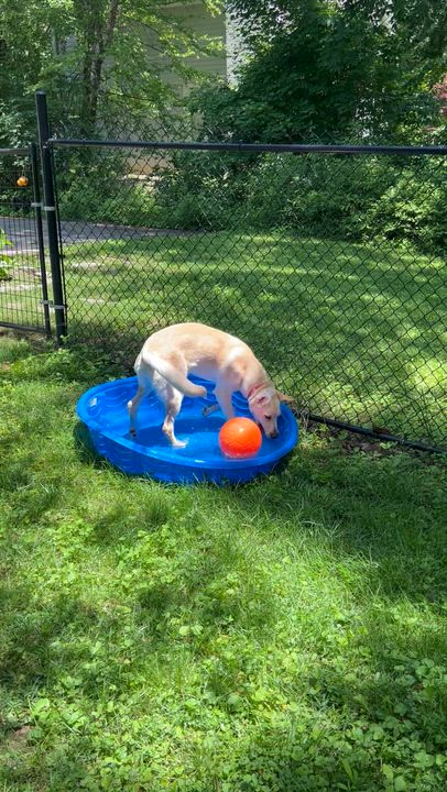 Enlarge Goldie, a Adoptable Labrador Retriever in Indianapolis, IN video 5/6