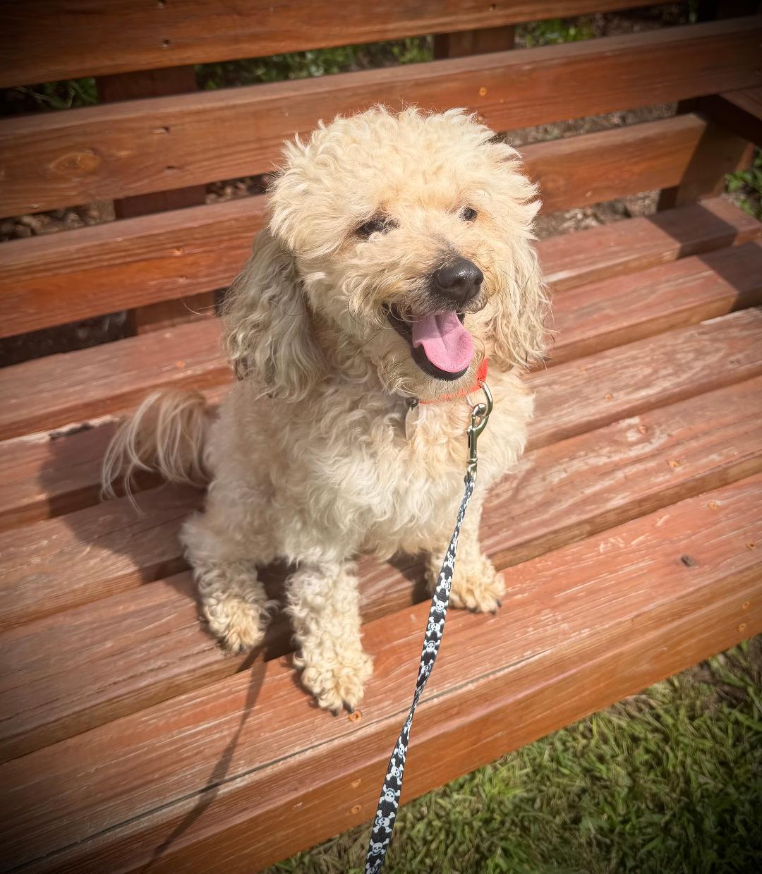 Toby, Adopted, Adult Male Miniature Poodle.