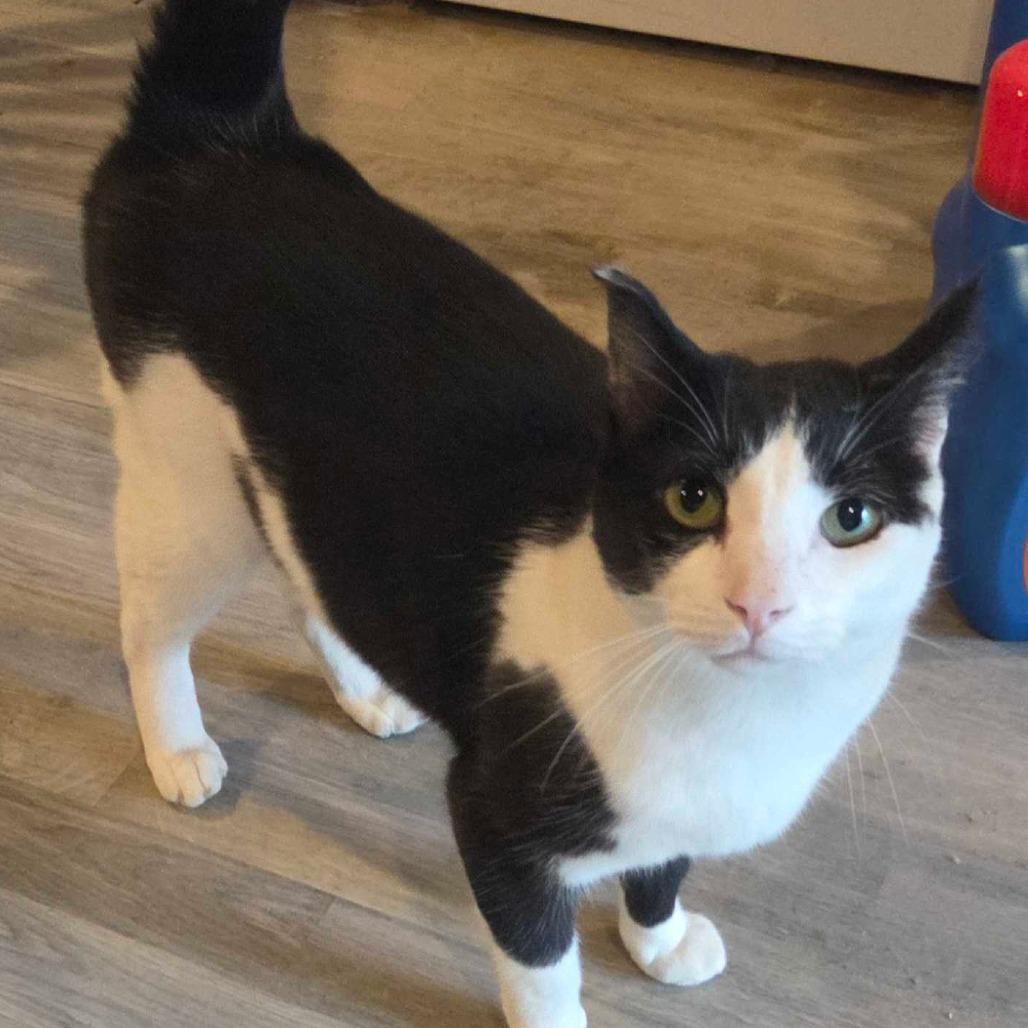 Angel, Adoptable, Adult Male Domestic Short Hair.