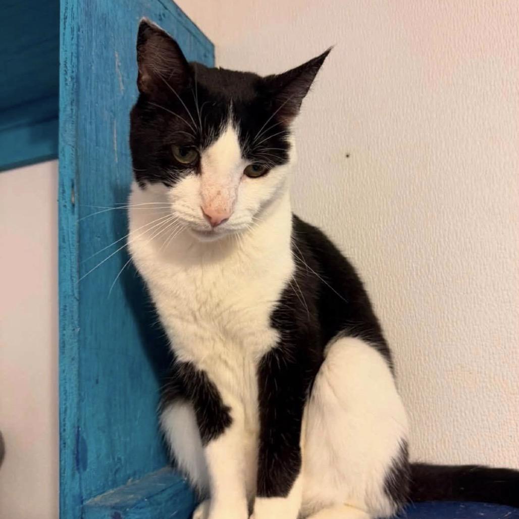 Enlarge Angel, a Adoptable Domestic Short Hair in Hanna City, IL image 2/2