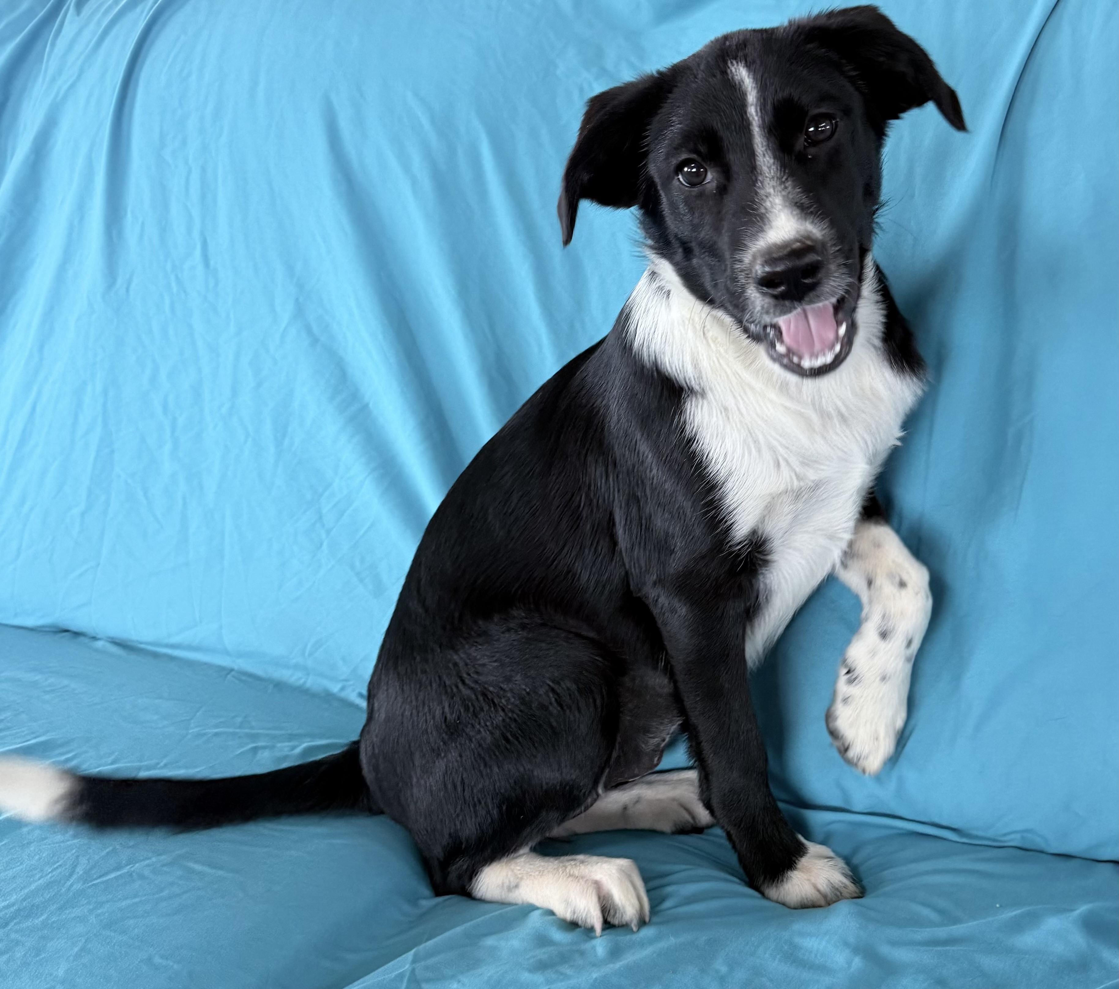 Enlarge TILLY, a Adoptable mixed breed in Chicopee, MA image 1/4