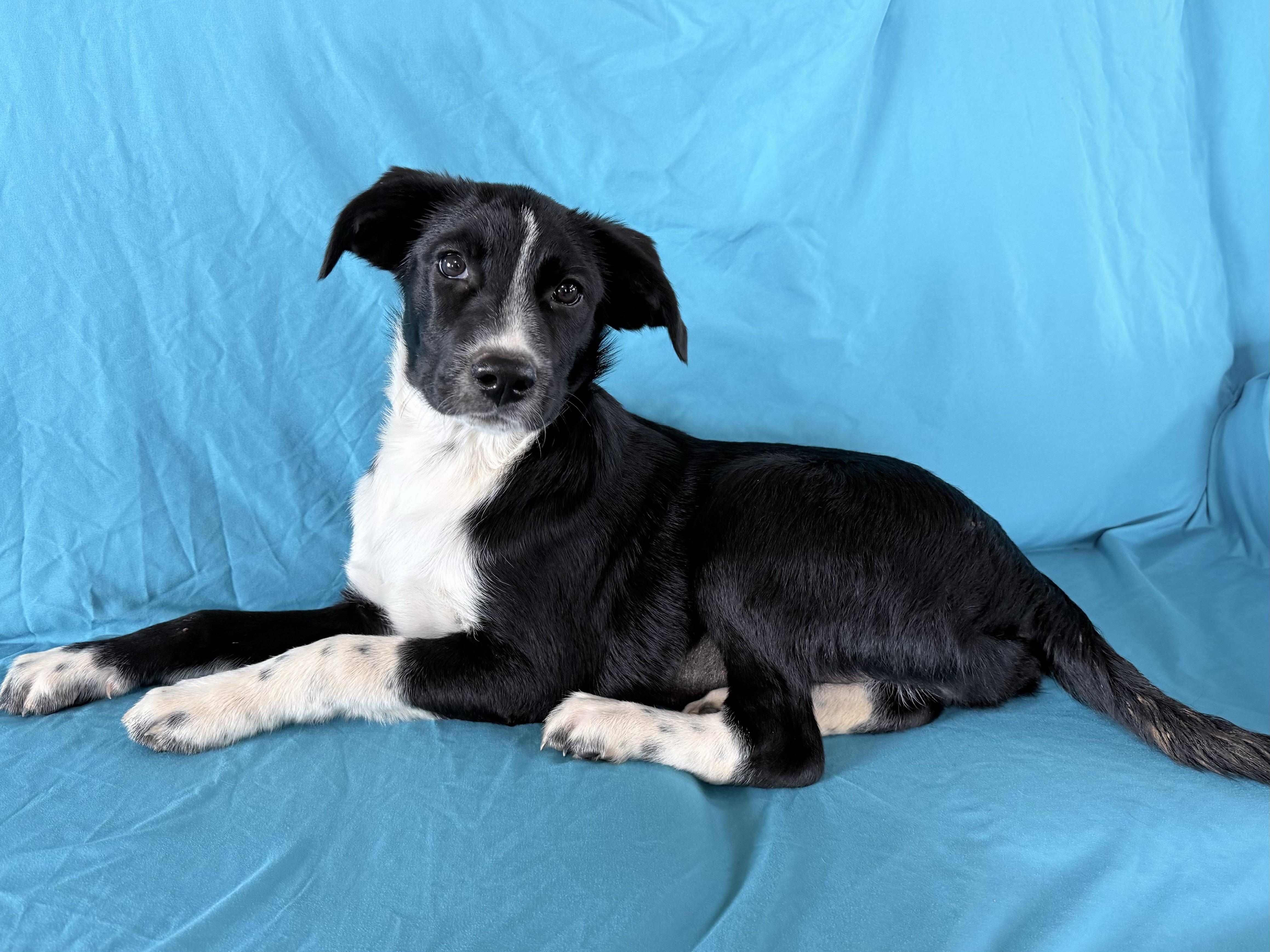 Enlarge TILLY, a Adoptable mixed breed in Chicopee, MA image 2/4