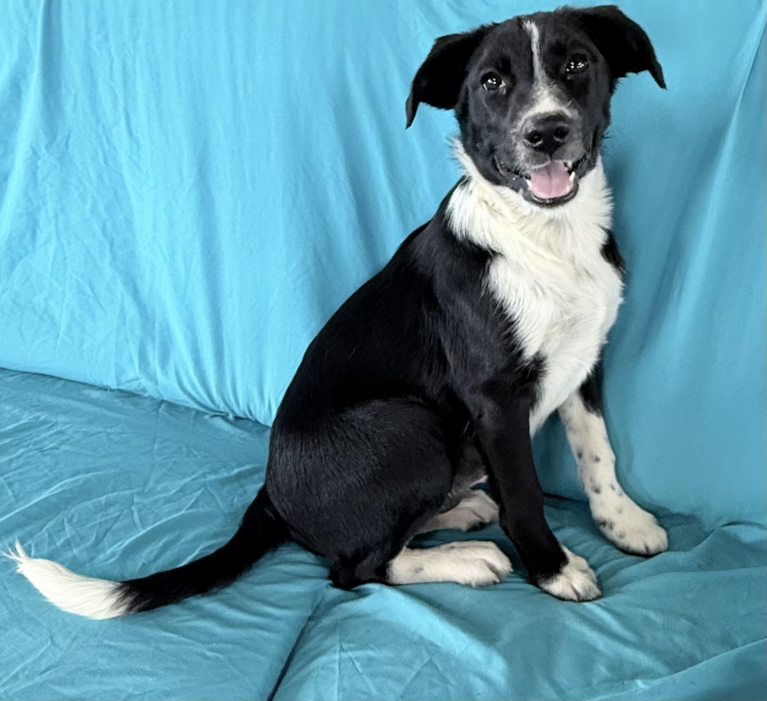 Enlarge TILLY, a Adoptable mixed breed in Chicopee, MA image 4/4