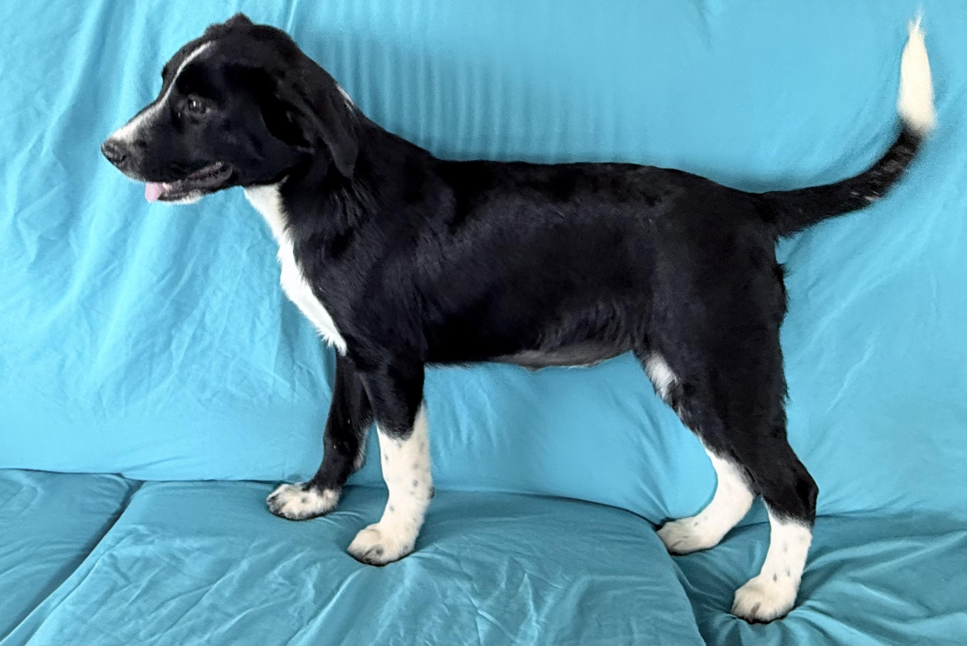 Enlarge TILLY, a Adoptable mixed breed in Chicopee, MA image 3/4