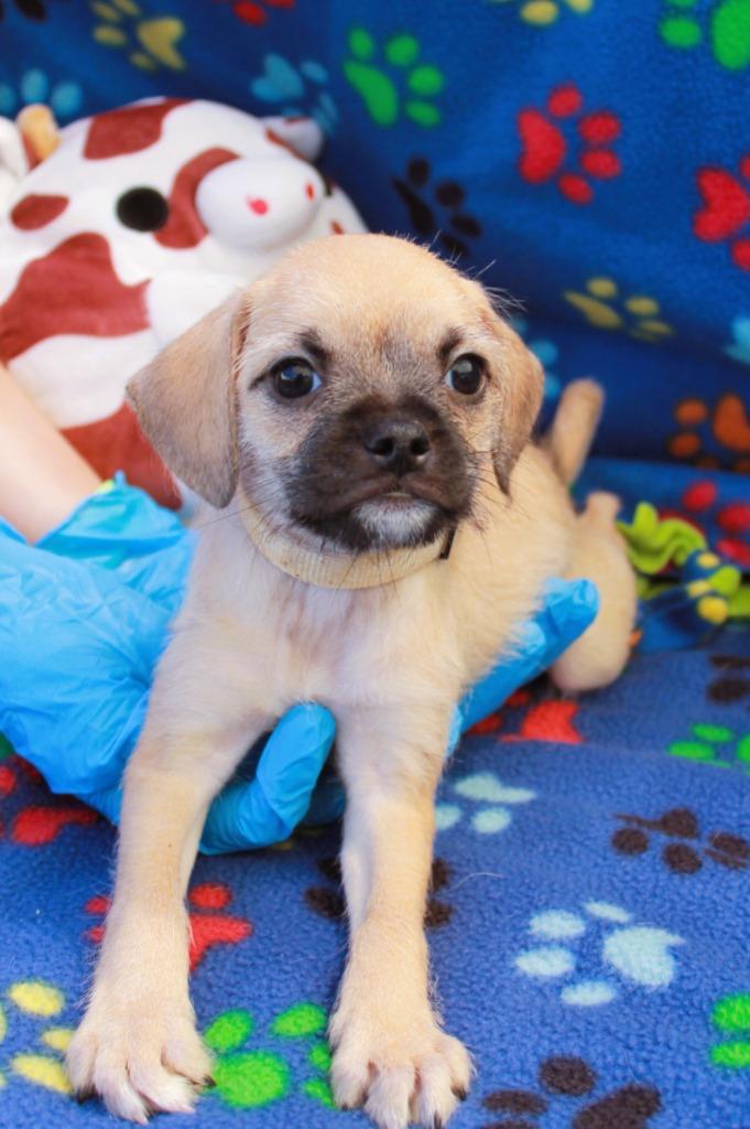 Wendie, a Adoptable mixed breed in Gardena, CA image 1/6