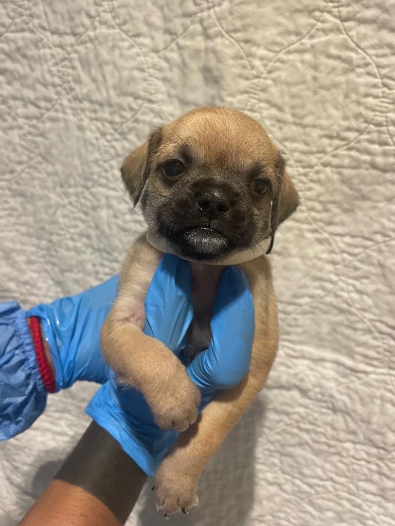 Wendie, a Adoptable mixed breed in Gardena, CA image 2/6