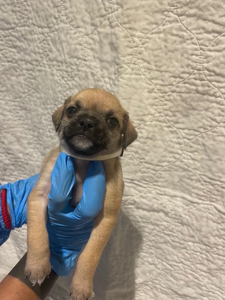 Wendie, a Adoptable mixed breed in Gardena, CA image 3/6