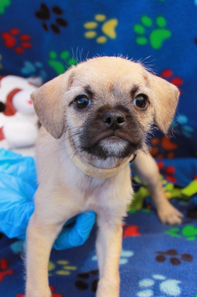 Wendie, a Adoptable mixed breed in Gardena, CA image 4/6