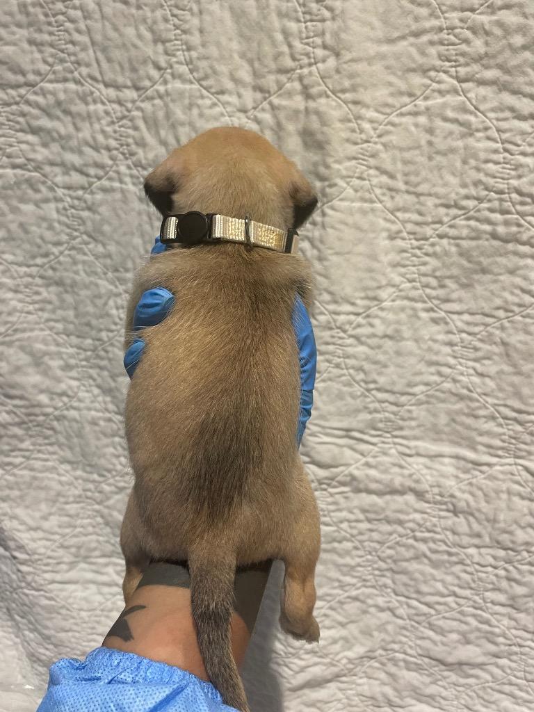 Wendie, a Adoptable mixed breed in Gardena, CA image 5/6