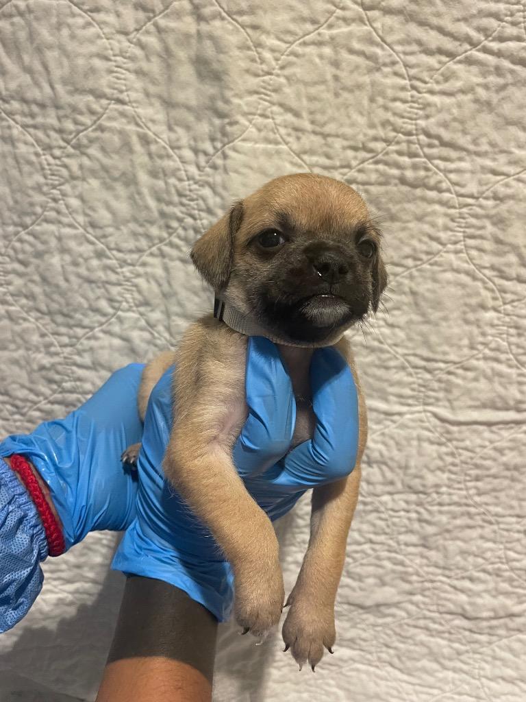 Wendie, a Adoptable mixed breed in Gardena, CA image 6/6