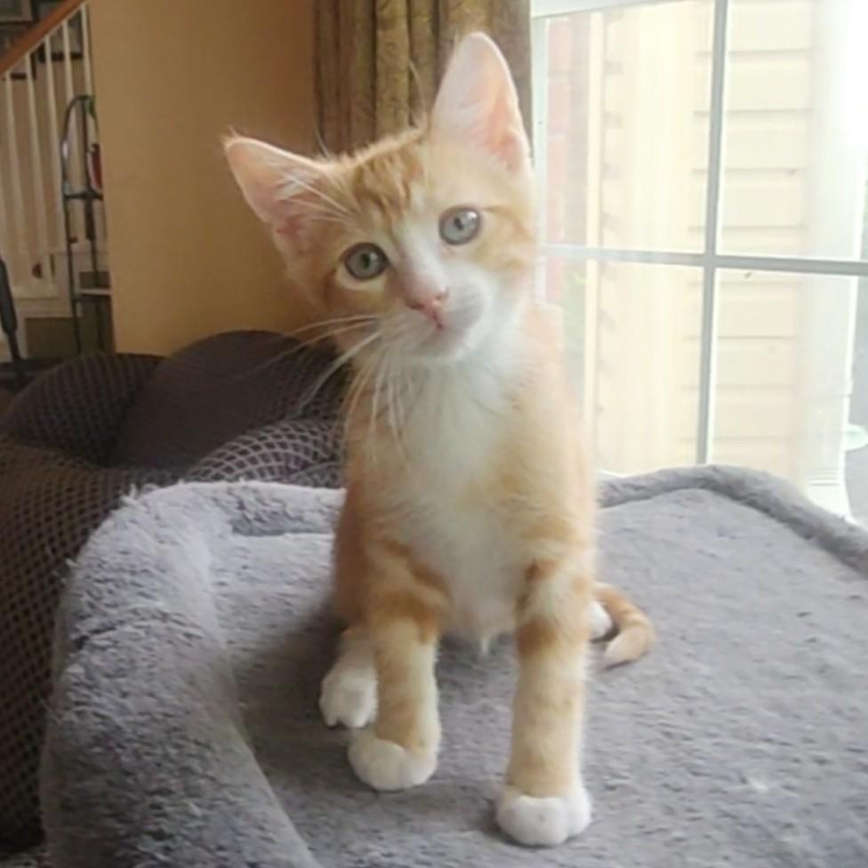 Saffron, Baby Male American Shorthair