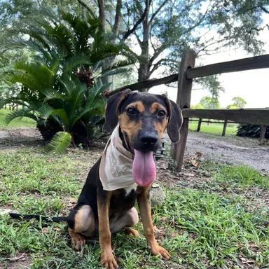 Enlarge Honey, a Adoptable mixed breed in Winnie, TX image 1/1