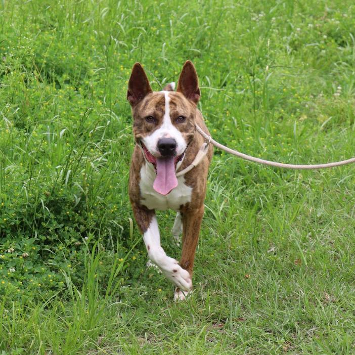 Enlarge Gusto, a Adoptable Mixed Breed in QUINCY, FL image 1/3