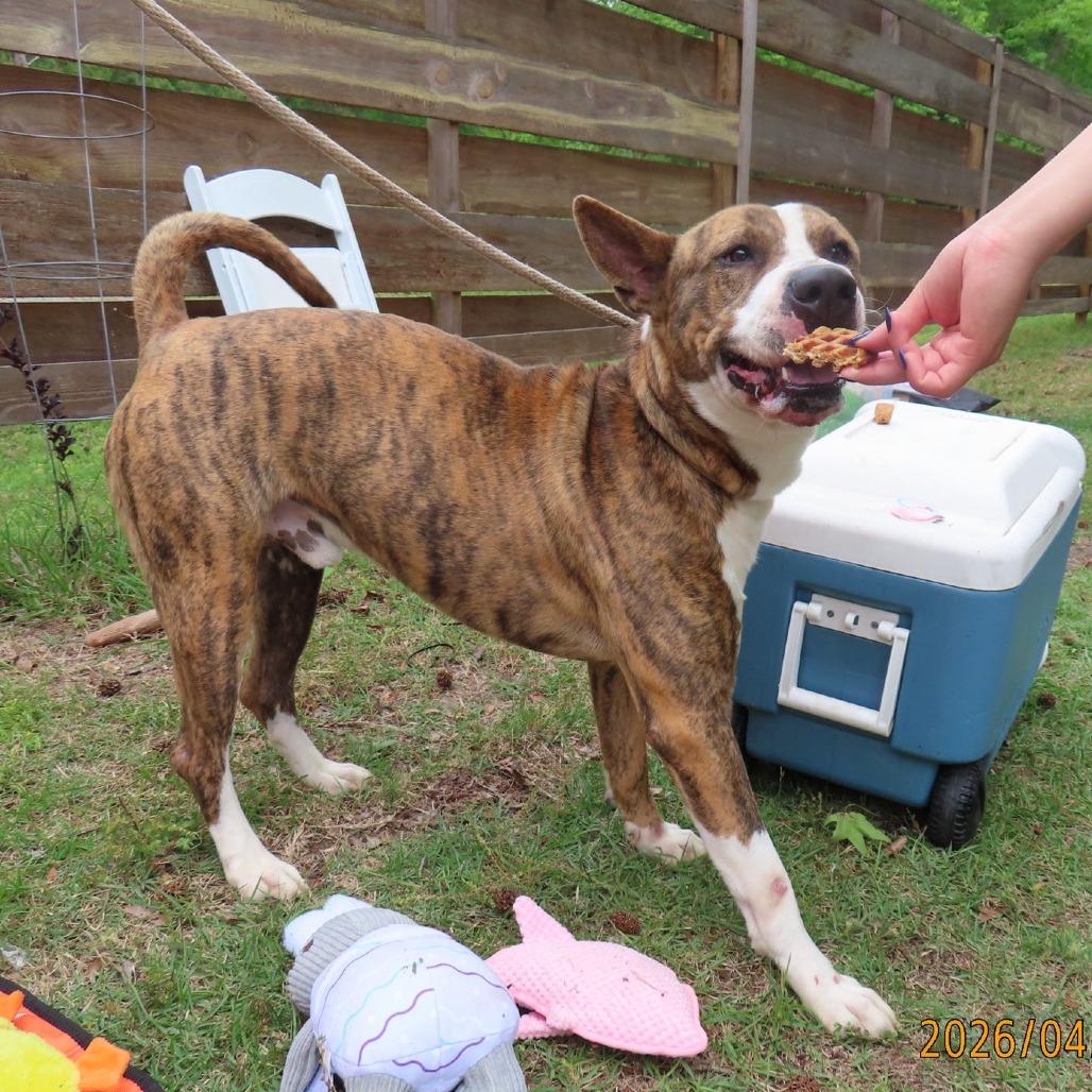 Enlarge Gusto, a Adoptable Mixed Breed in QUINCY, FL image 2/3