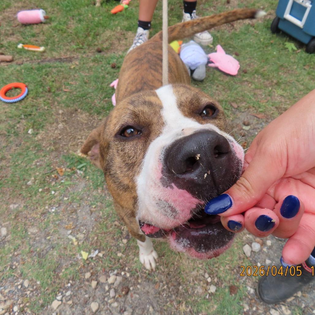 Enlarge Gusto, a Adoptable Mixed Breed in QUINCY, FL image 3/3