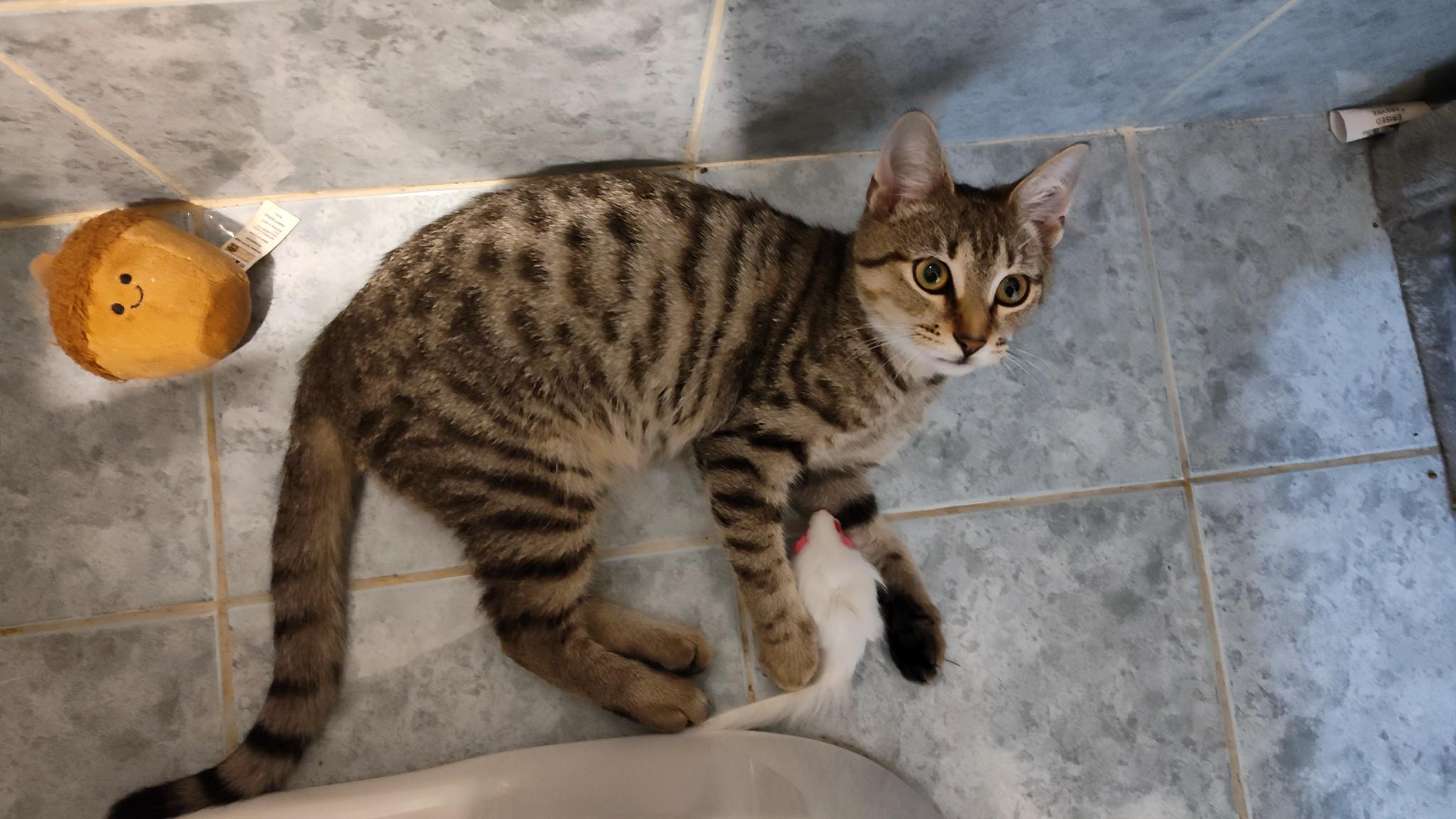 Enlarge Holly, a Adoptable American Shorthair in Sunrise, FL image 2/6