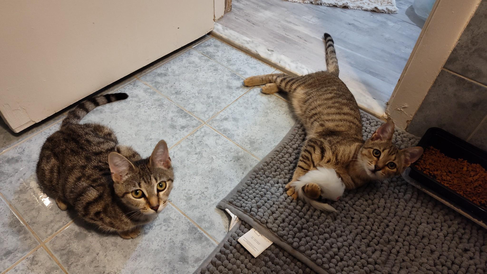 Enlarge Holly, a Adoptable American Shorthair in Sunrise, FL image 5/6