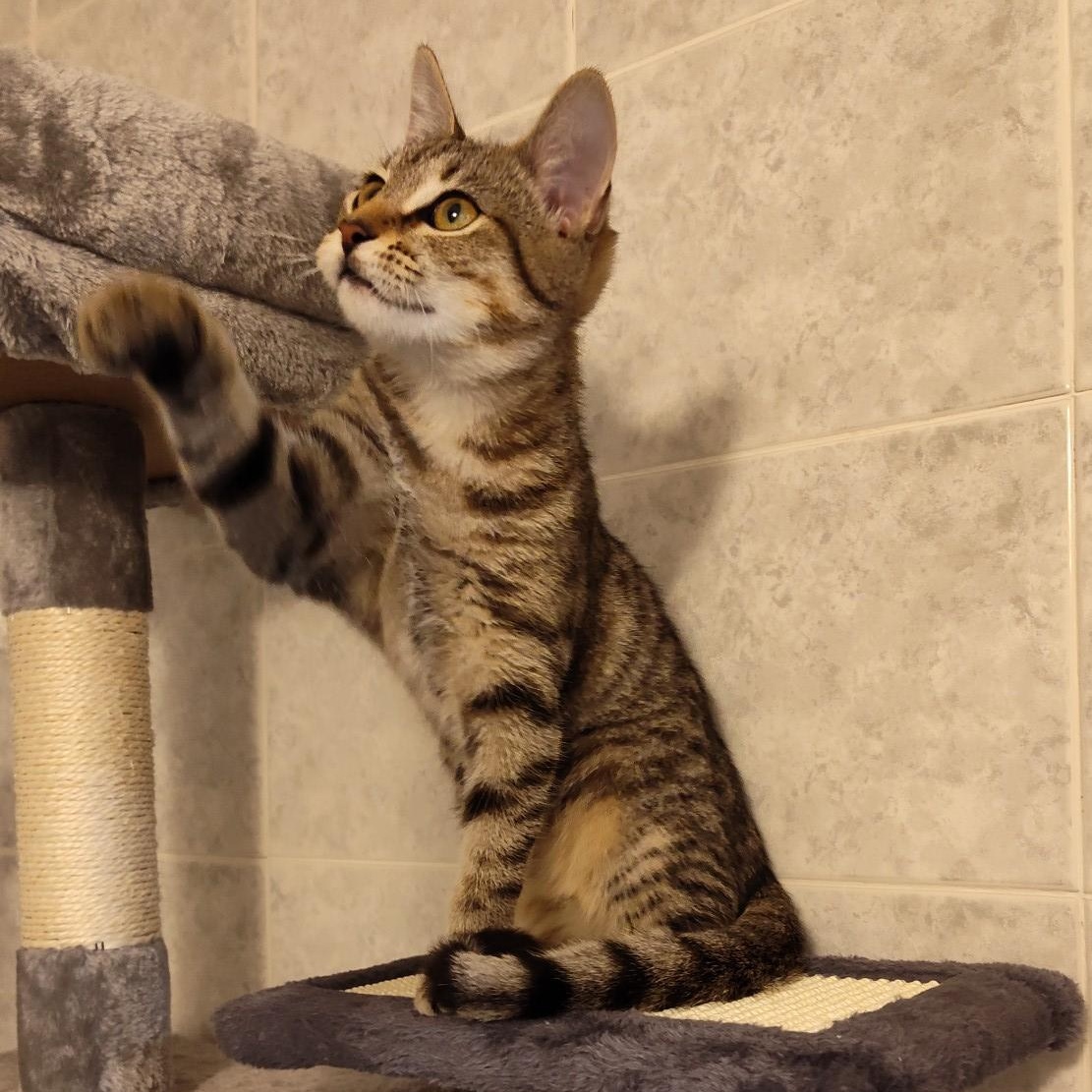 Enlarge Holly, a Adoptable American Shorthair in Sunrise, FL image 3/6