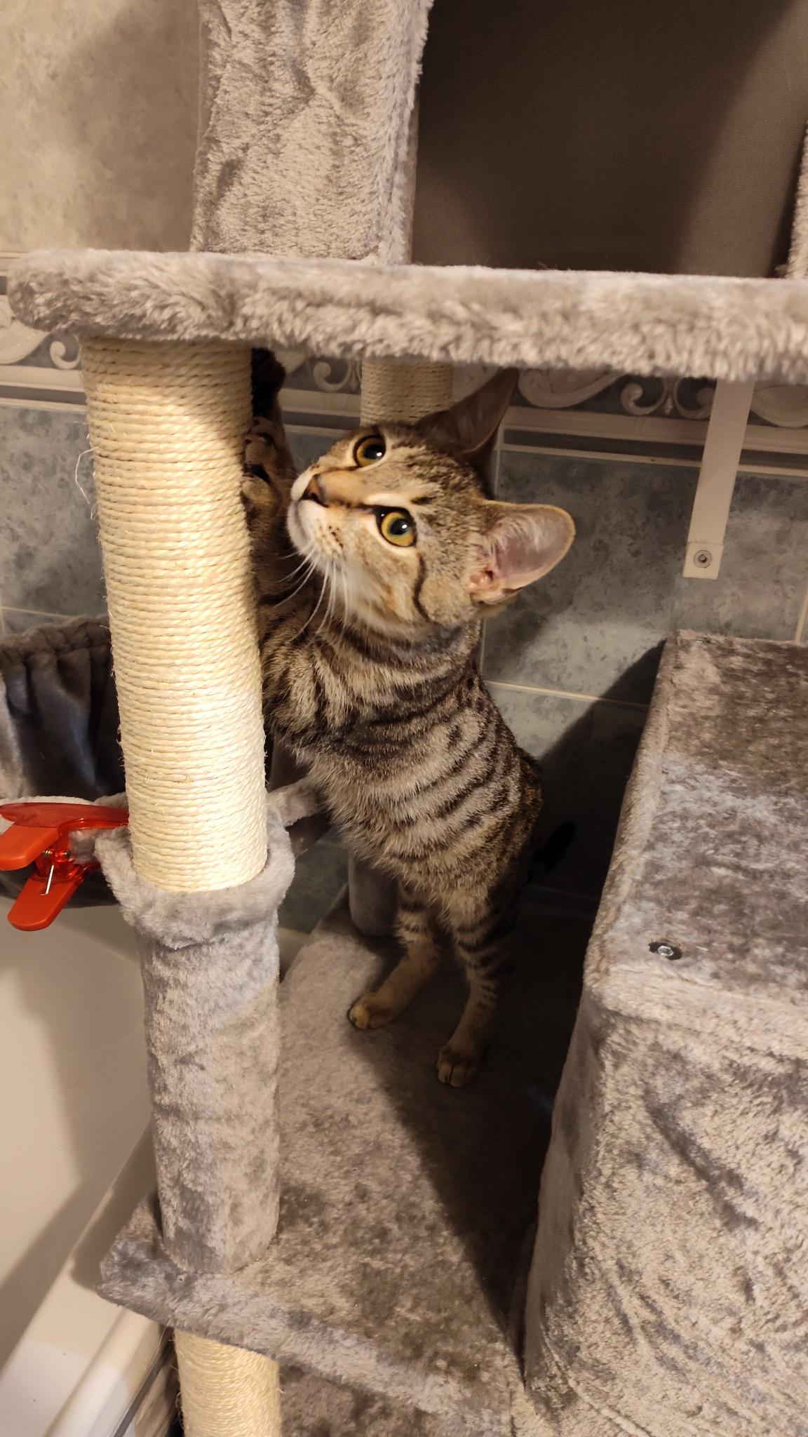 Enlarge Holly, a Adoptable American Shorthair in Sunrise, FL image 4/6