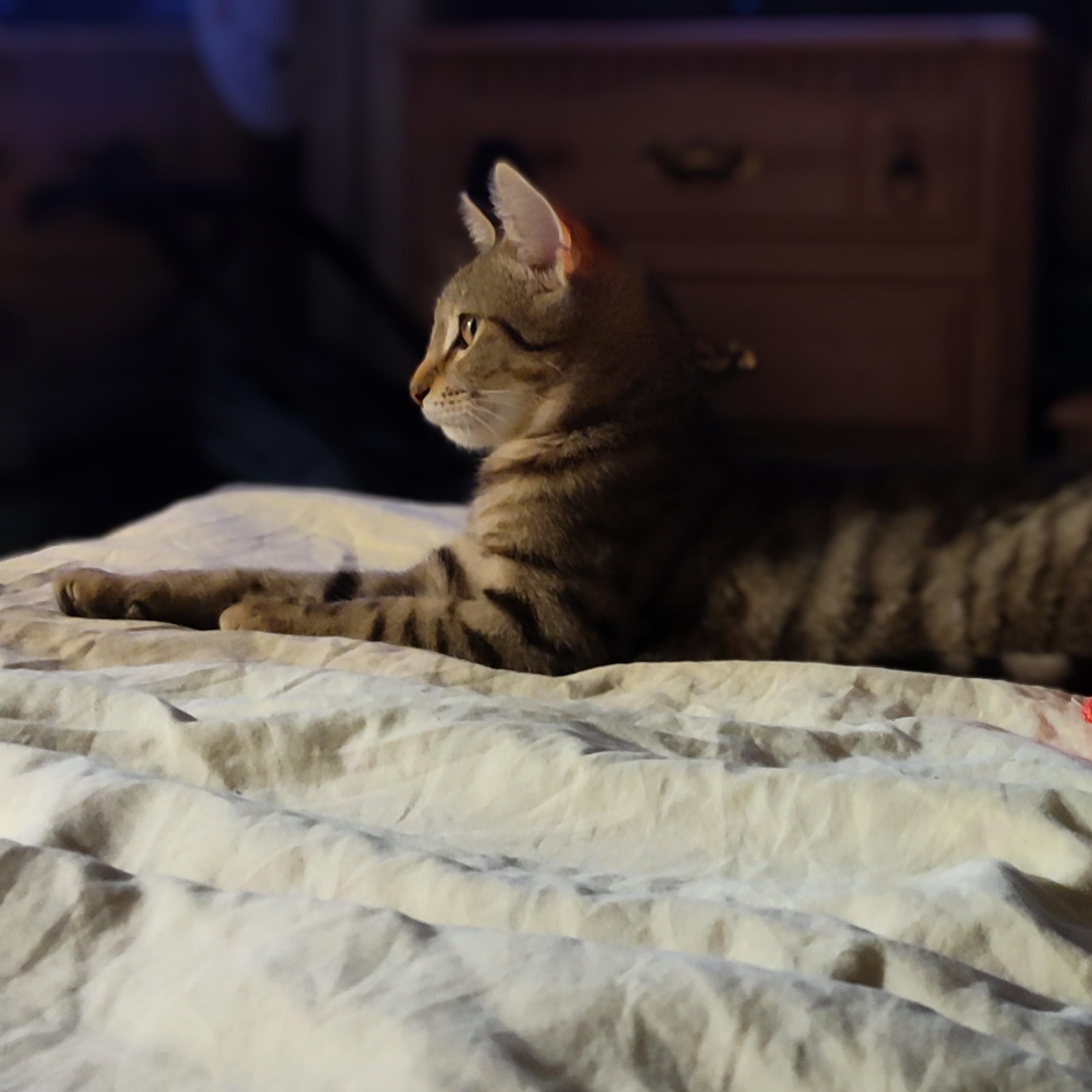 Enlarge Holly, a Adoptable American Shorthair in Sunrise, FL image 1/6