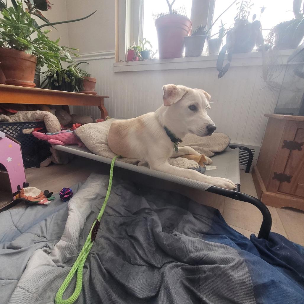 Emerald, Adoptable, Young Female Great Pyrenees.